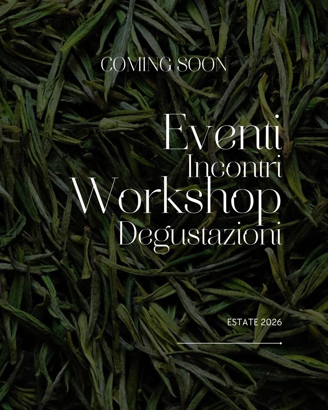 Gli incontri dell&rsquo;estate con il t&egrave; 🌱

L&rsquo;estate e il t&egrave; attraverso workshop e incontri mirati: dal Giappone a Taiwan, dai te bianchi all&rsquo;amatissimo Matcha 🍵

Scopri i prossimi appuntamenti e vivi l&rsquo;estate a base