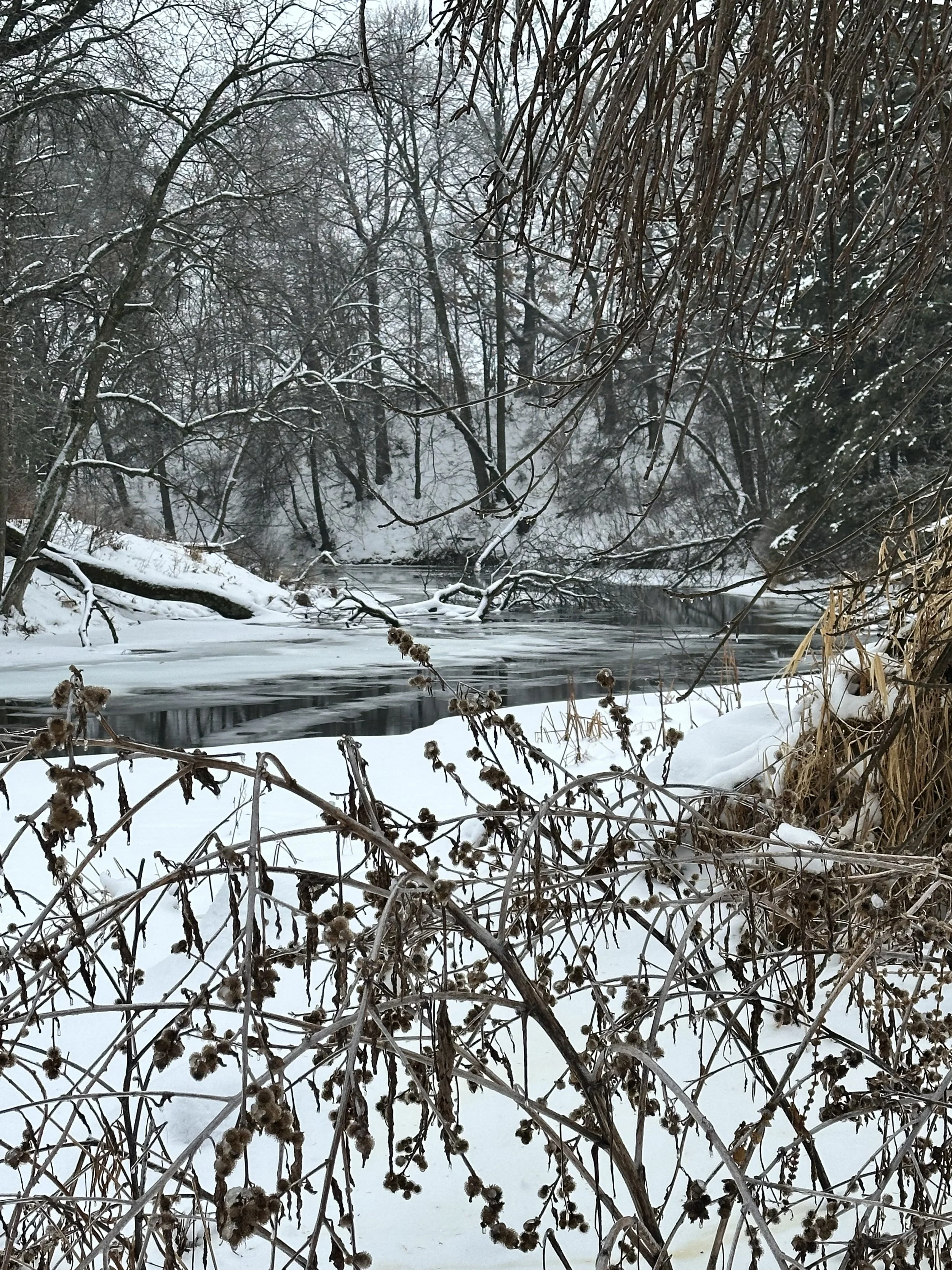 A snowy riverside scene with bare trees and dried plants in the foreground, snow-covered ground, and a partially frozen river, with a wooded background.