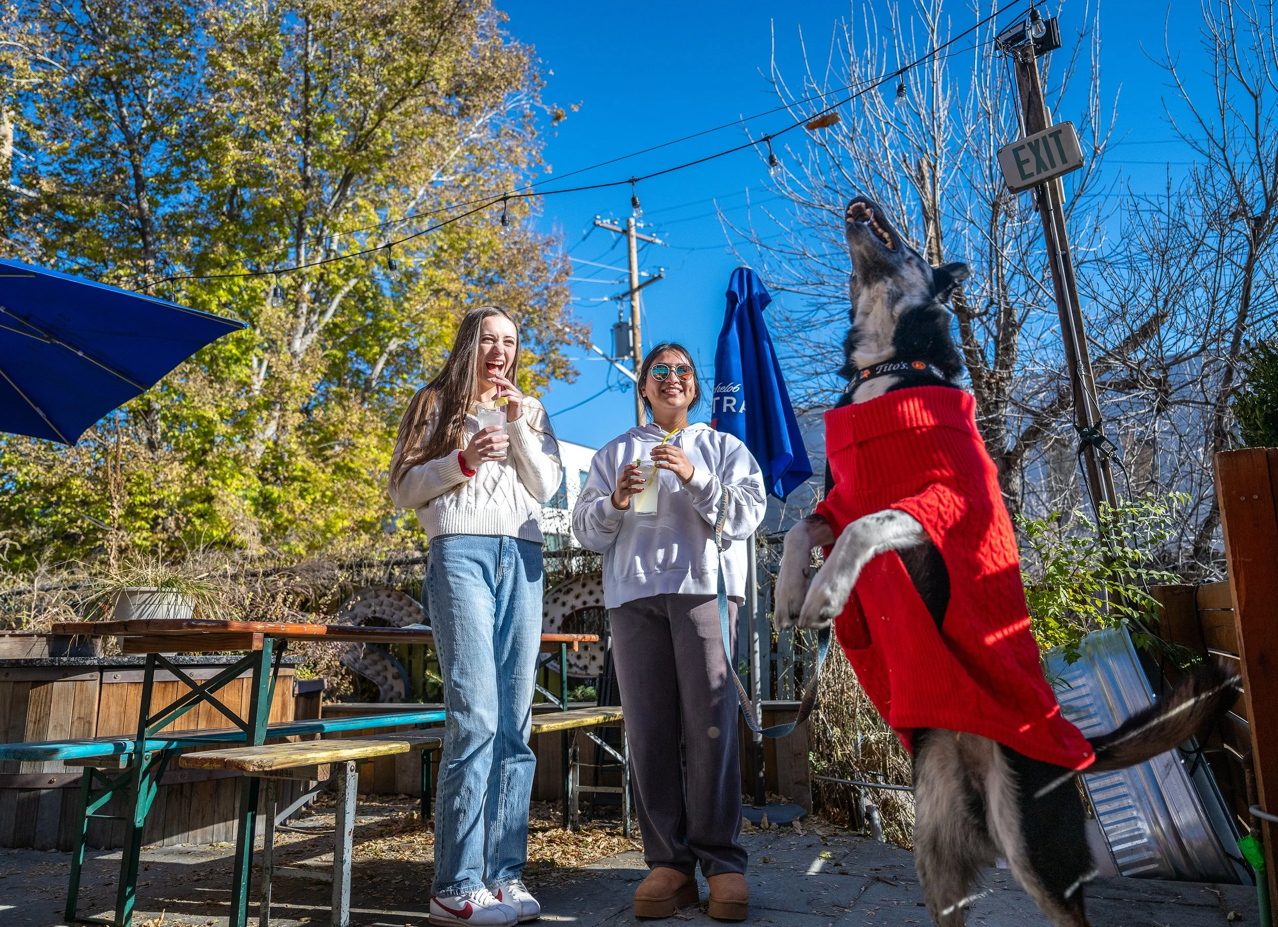 Dog jumping on hind legs for a treat. Recess Beer Garden. Denver, Colorado. Colorado Event Photographer.
