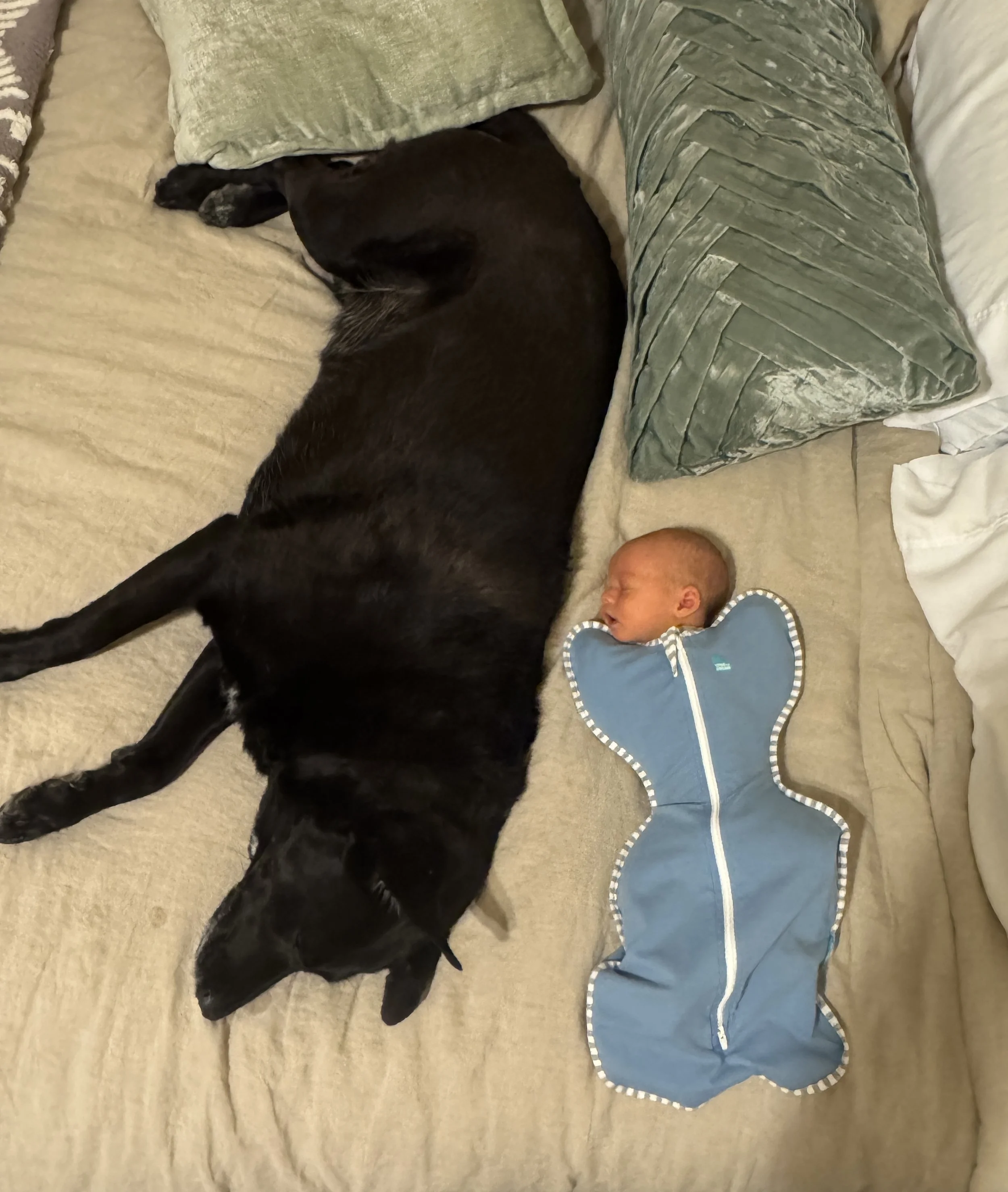 My newborn son and dog sleeping together on the bed at home in Arvada, Colorado. Ryan Kost Photography