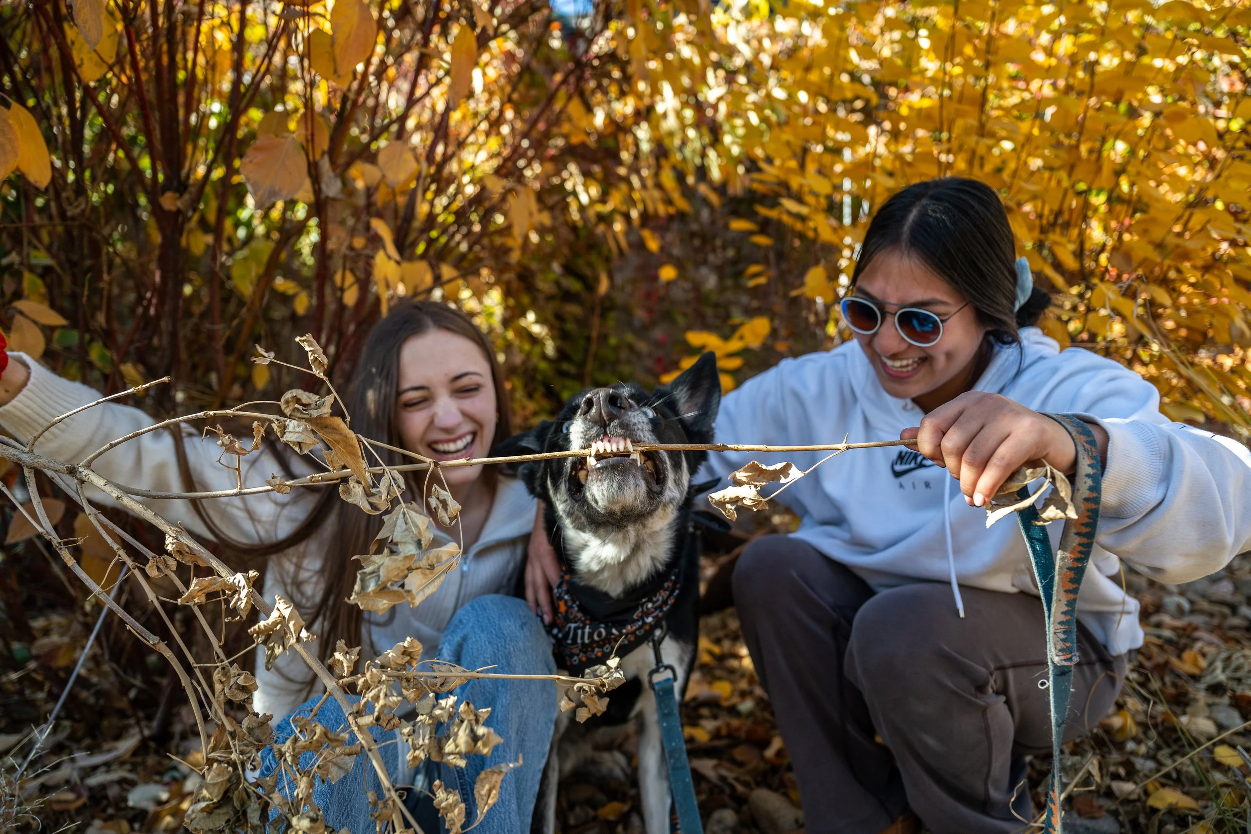 Dog smiling playing with stick. Natural fun pet portrait photographer. Denver, Colorado.