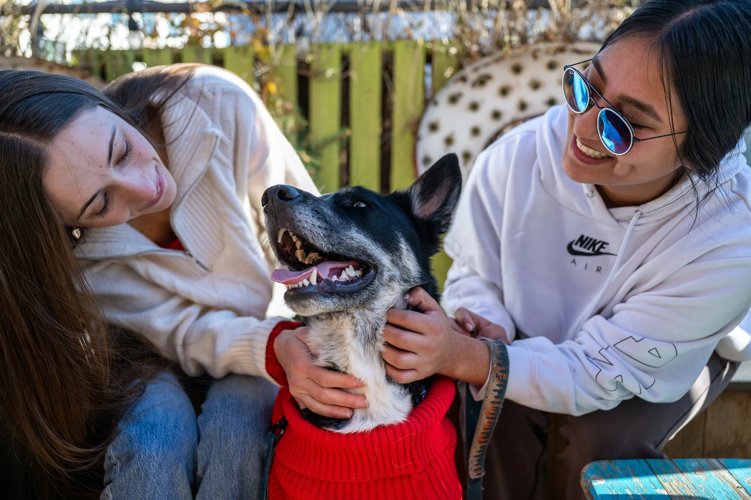 Such a good boy. Dog pet portrait photography wearing his red Christmas sweater. Denver, Colorado