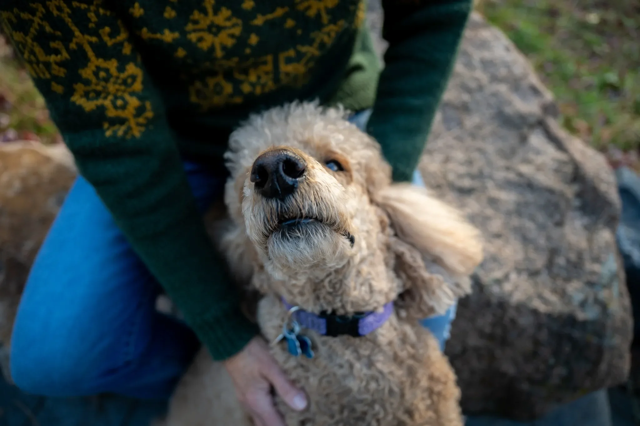 A person sitting on a rock with a curly-haired dog looking up at the camera. The person is wearing a green sweater with a yellow pattern and blue jeans.