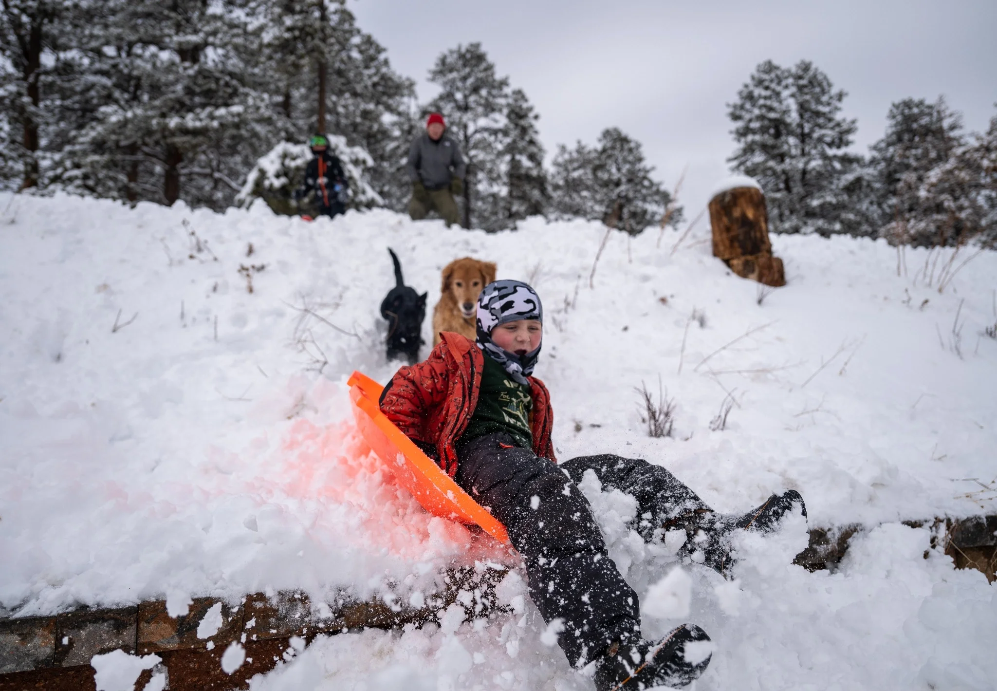 Sledding in the snow with dogs chasing captured during a winter family photo session on Lookout Mountain in Golden, Colorado