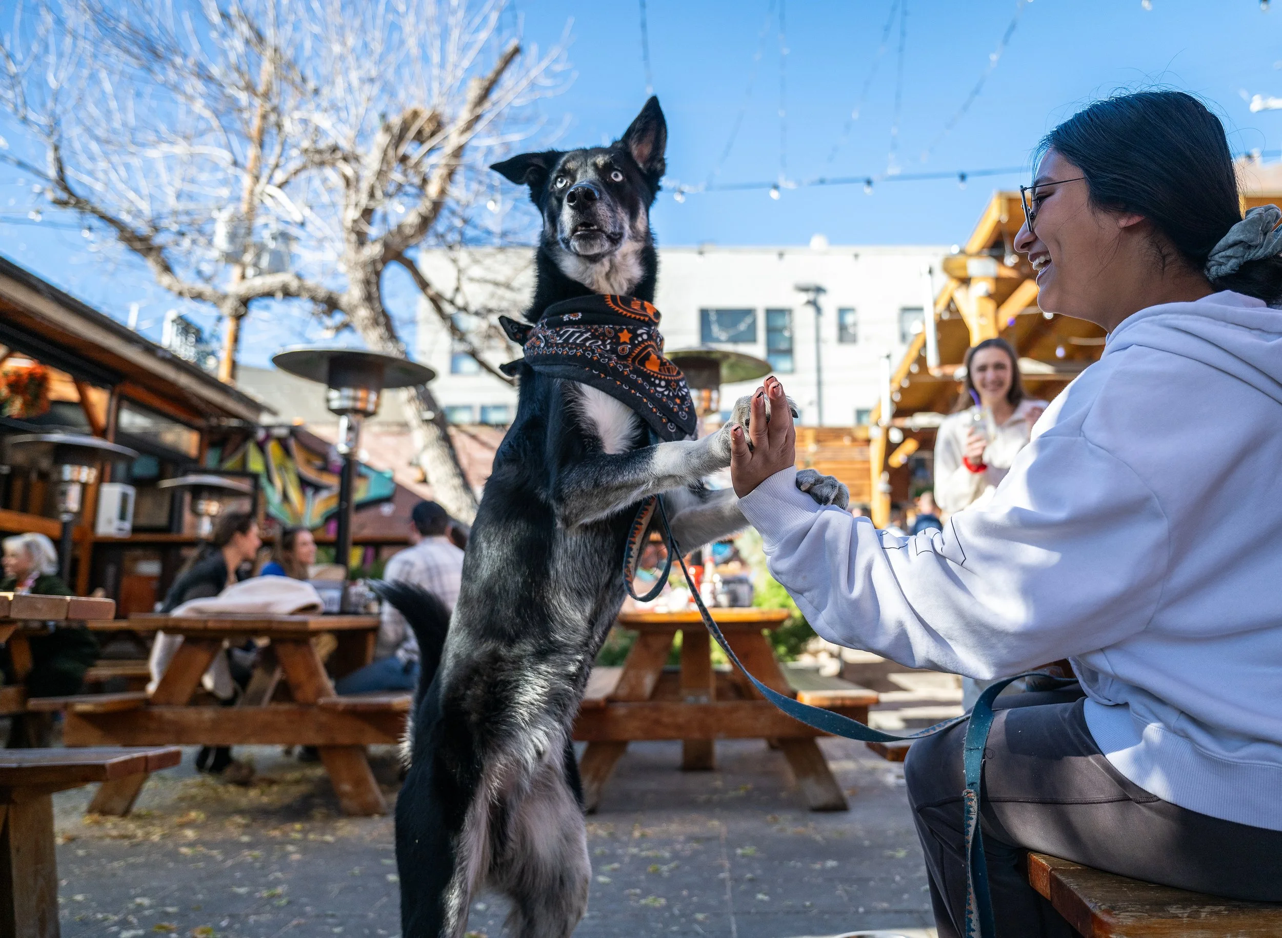 Playful dog doing tricks. Pet portrait photography. Recess Beer Garden. Denver, Colorado