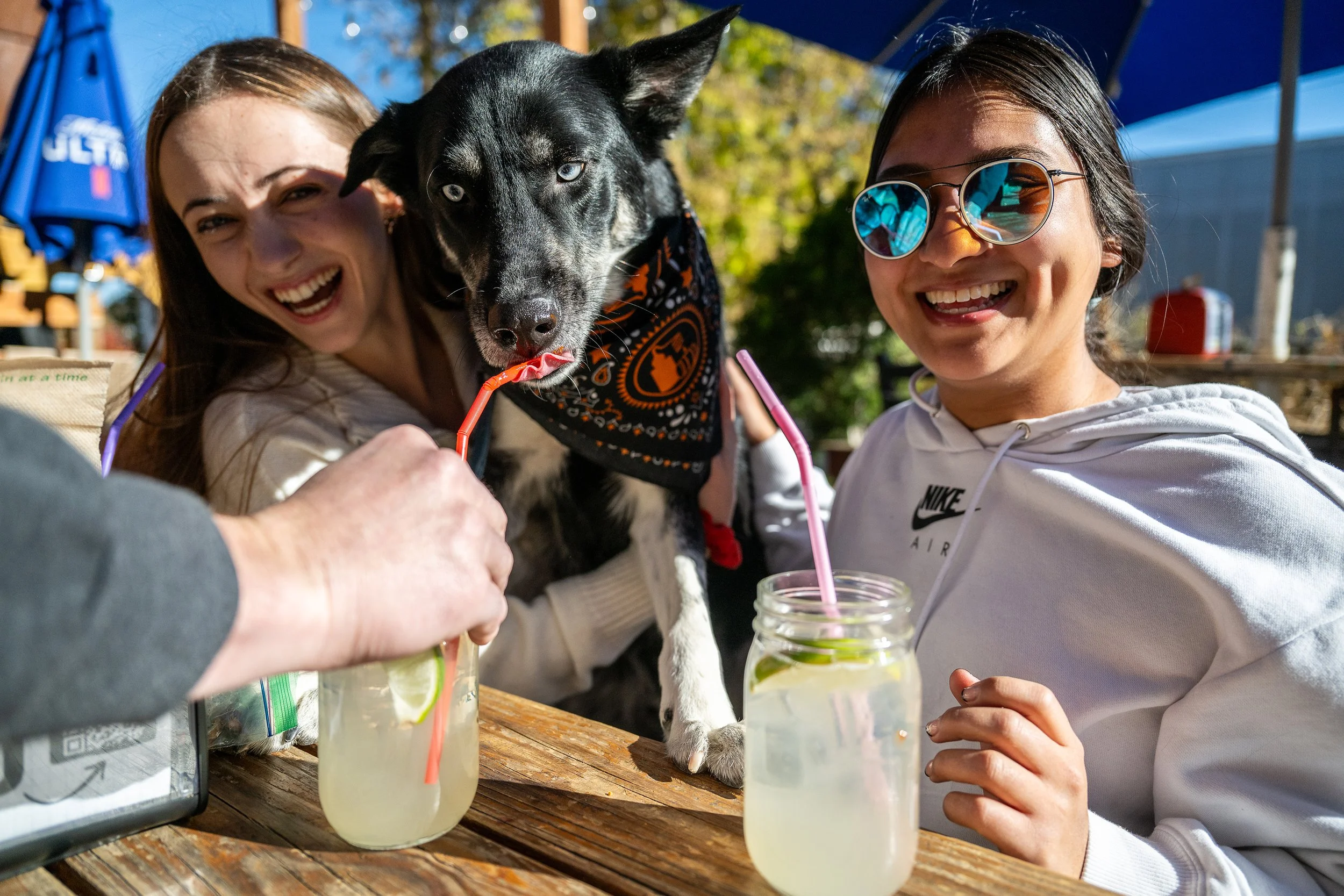 Fun dog portrait taking a fake sip of cocktail. We put ketchup on the straw! Denver, Colorado Event Photographer 
