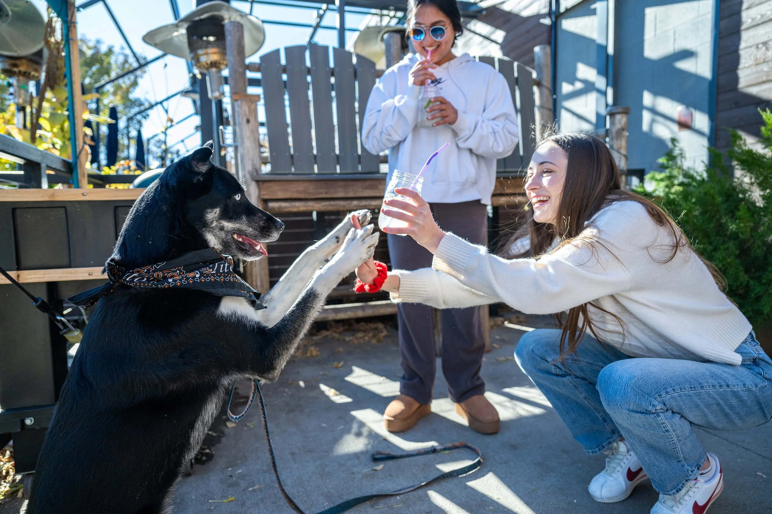 Give paw. Dog doing tricks at Recess Beer Garden. Denver, Colorado event photographer