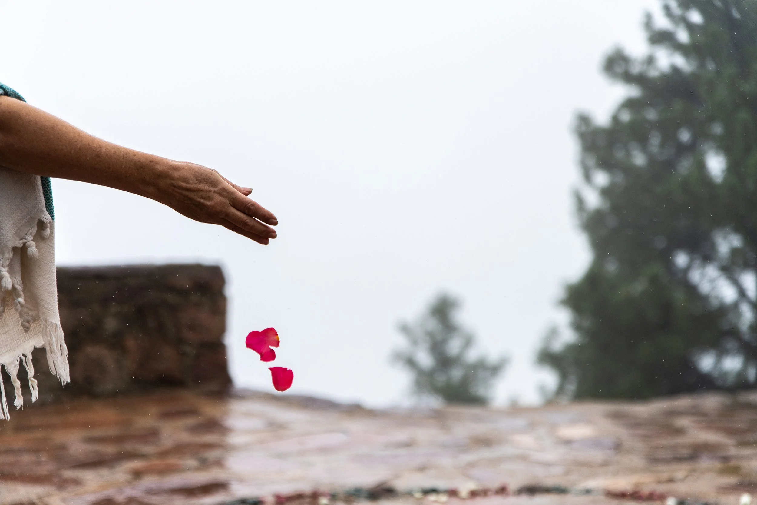 A person with an outstretched arm and hand releasing pink flower petals onto wet ground in a foggy outdoor setting with trees in the background.
