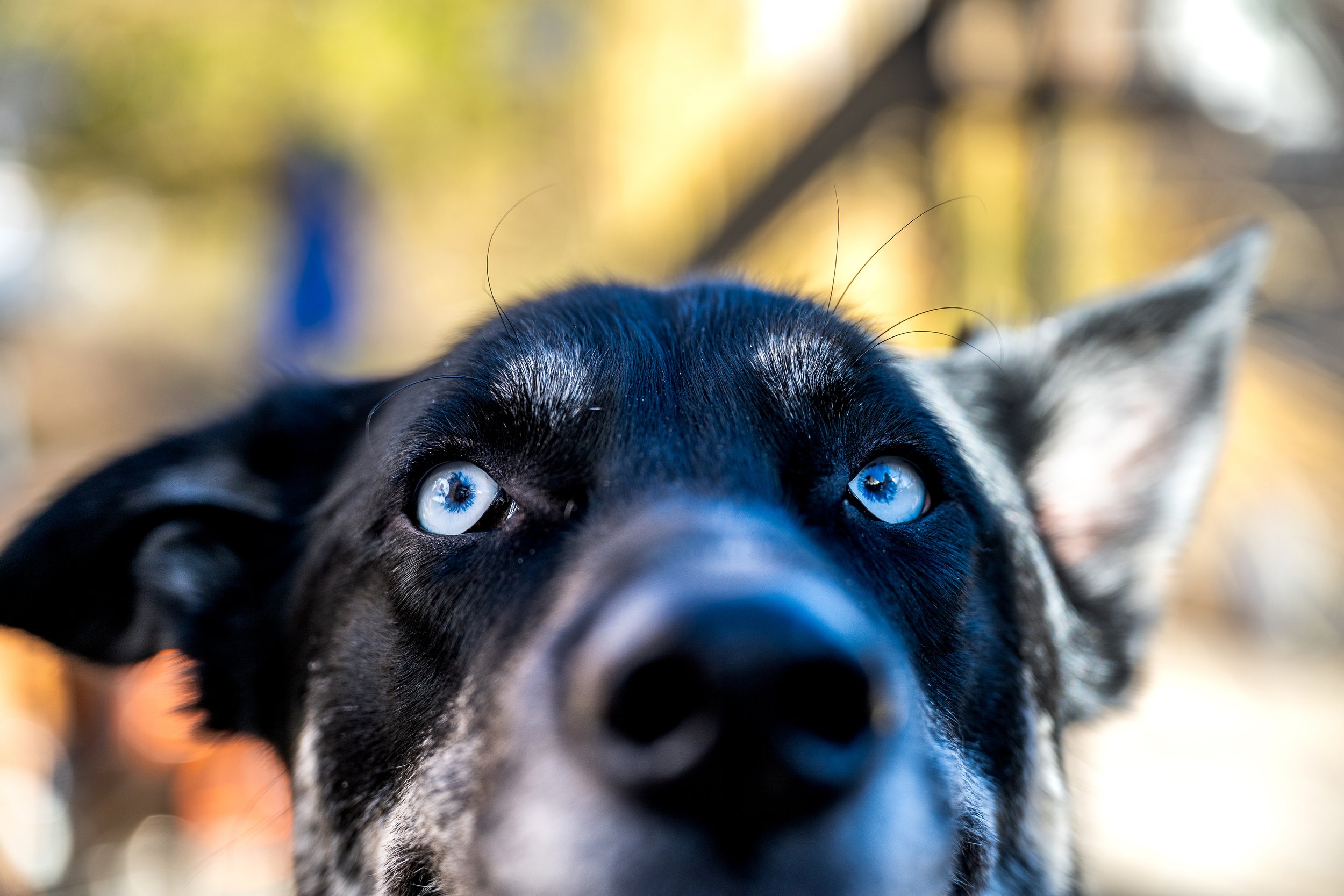 Beautiful blue dog eyes.  Dog portrait photographer. Denver, Colorado.