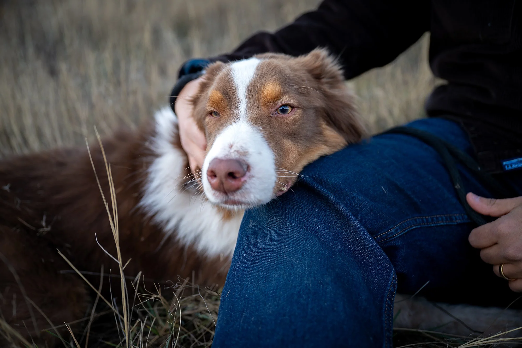 A cute dog portrait resting his head on his owner's leg during a family photo session at South Valley Park in Littleton, Colorado captured by Ryan Kost.
