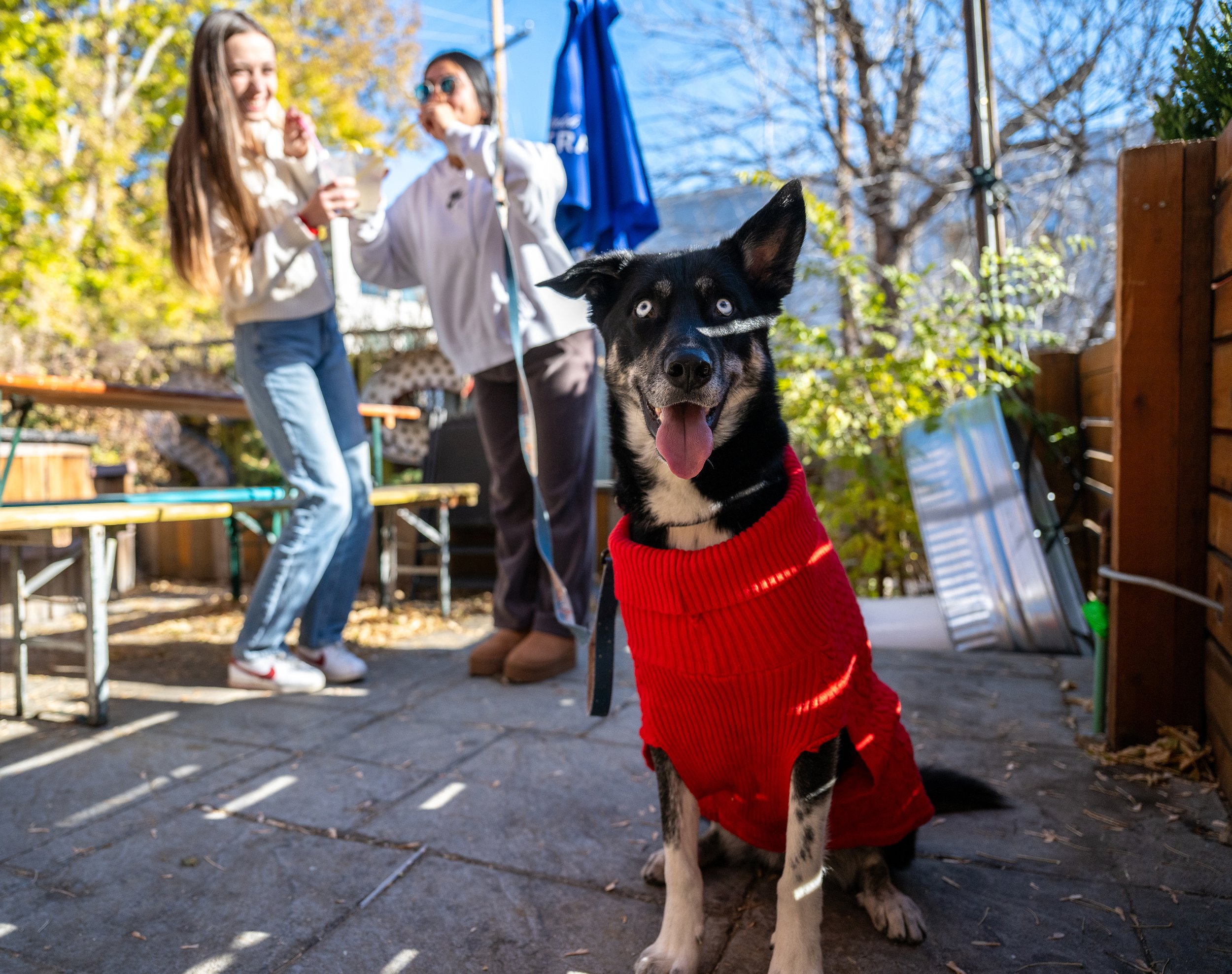 Good boy  dog sitting with his christmas sweater. Arvada, Colorado Pet portrait photographer. 