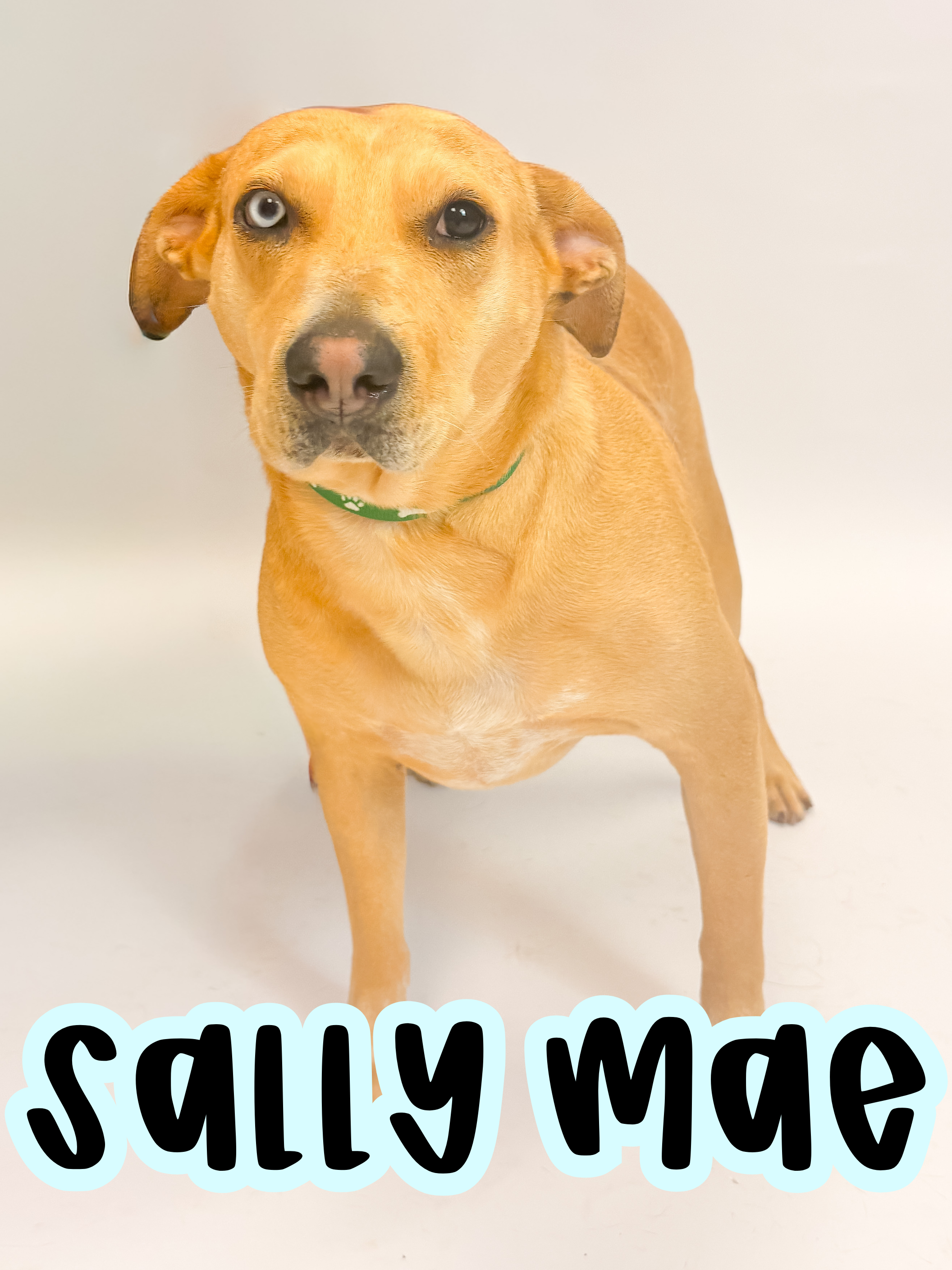 3 Years old; Fixed Female, Lab Mix, Medium Build