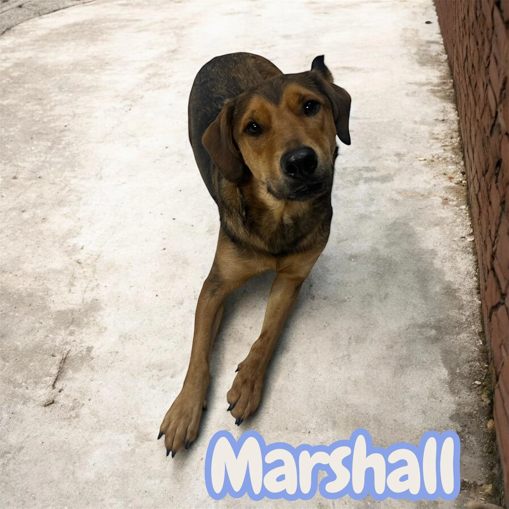 2 YRS; Male; Mixed Breed