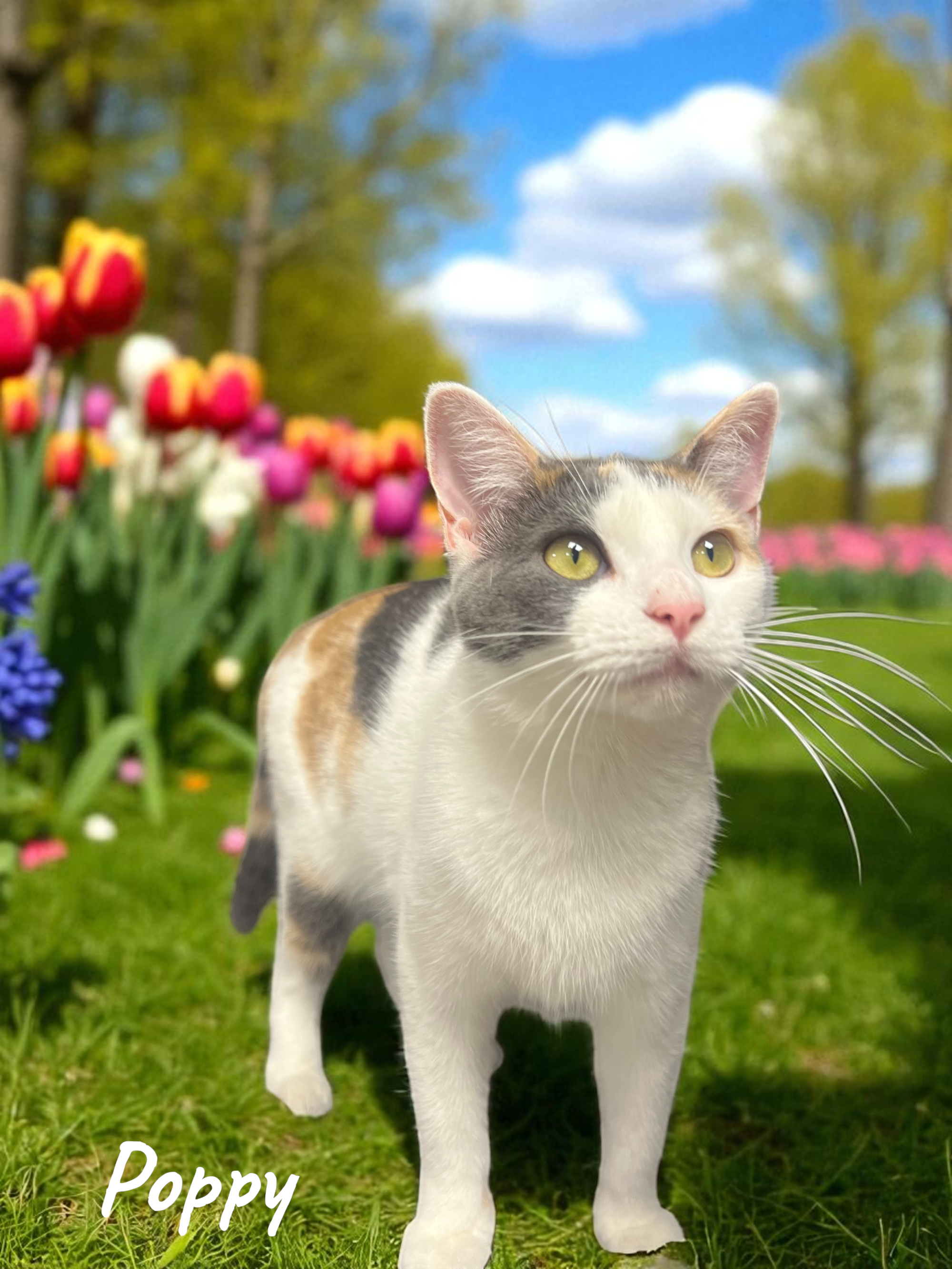 Poppycat.png