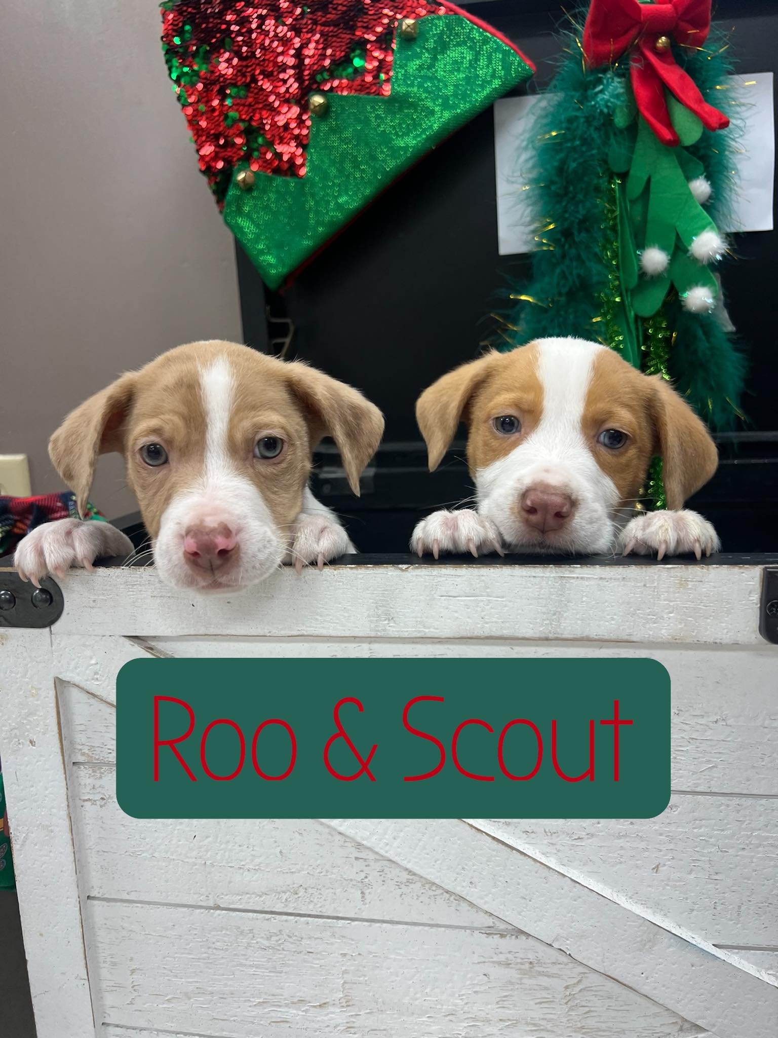 Both male; 7 weeks; Australian Shepherd mix