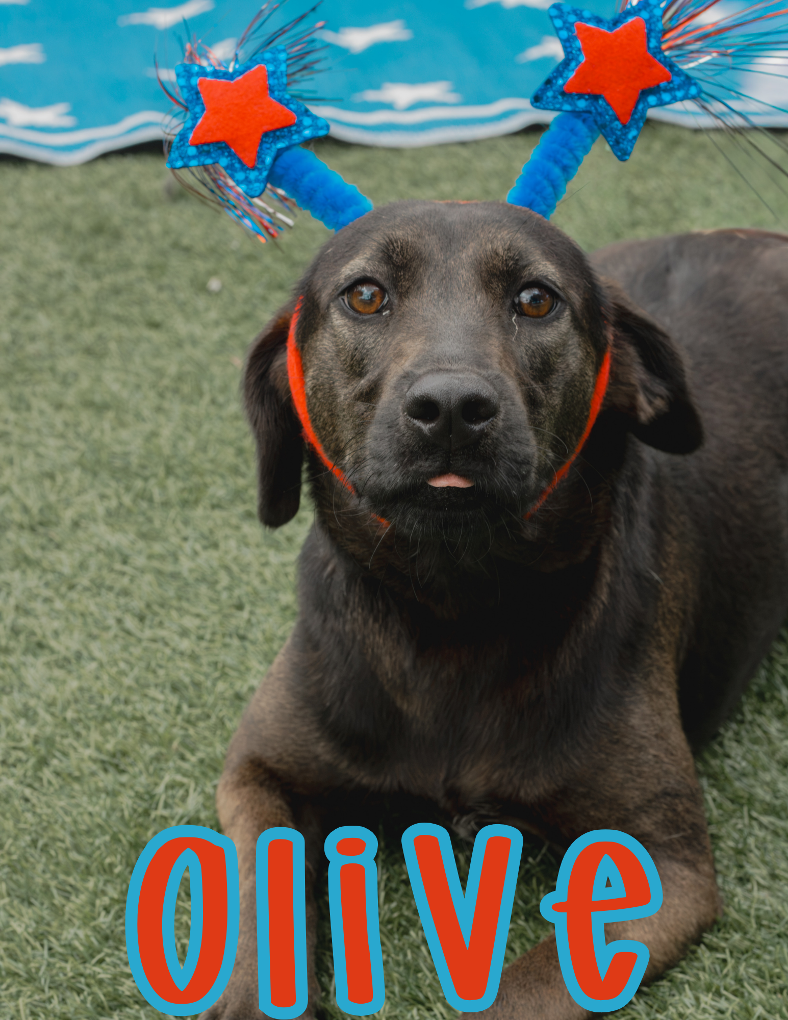 9 months old; fixed female, lab x beagle mix