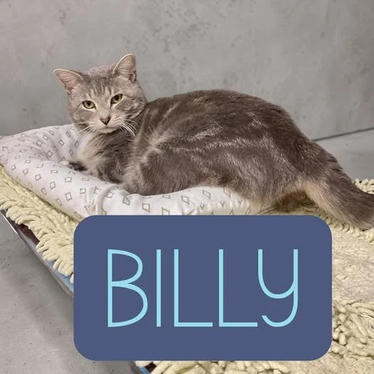 Meet BILLY
2 Years
Male (fixed)
Adoption Available 
Apply online or in person!