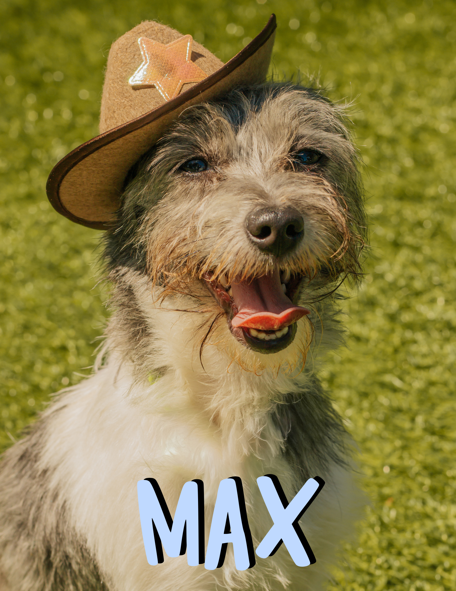 4 YEARS OLD; NEUTERED MALE; TERRIER X ITALIAN GREYHOUND MIX