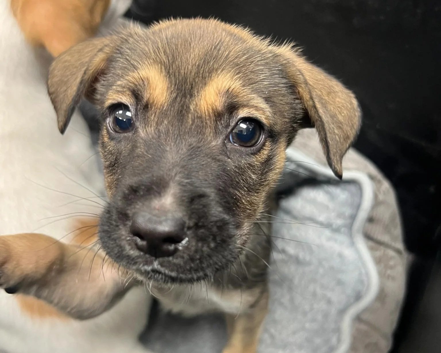 Enjoy Your Four-Footed Friends!