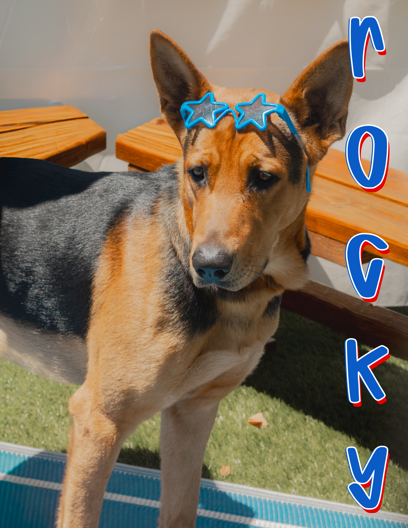 1 year old; male, German Shepherd