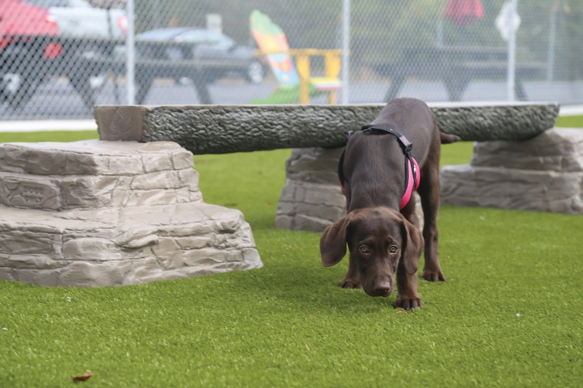 20210322-190059-SPCAdogpark4_78871.jpeg