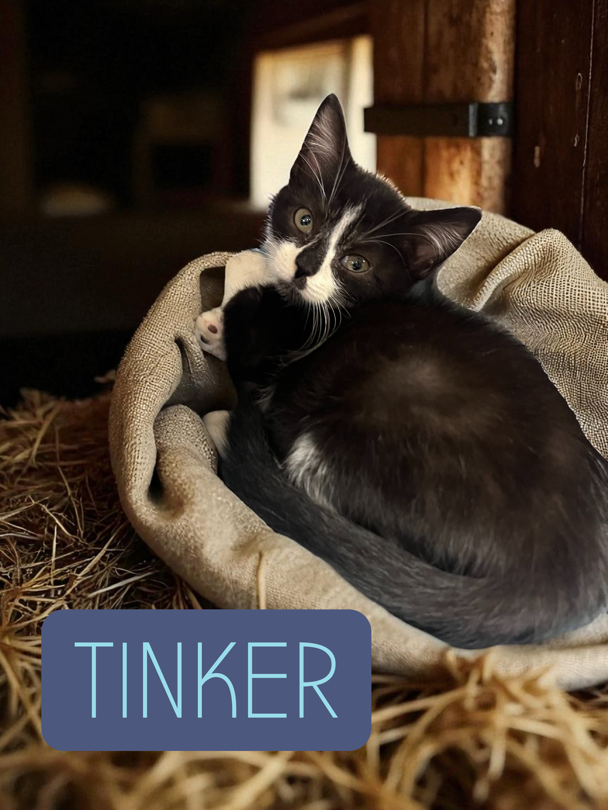 tinker-Photoroom.png