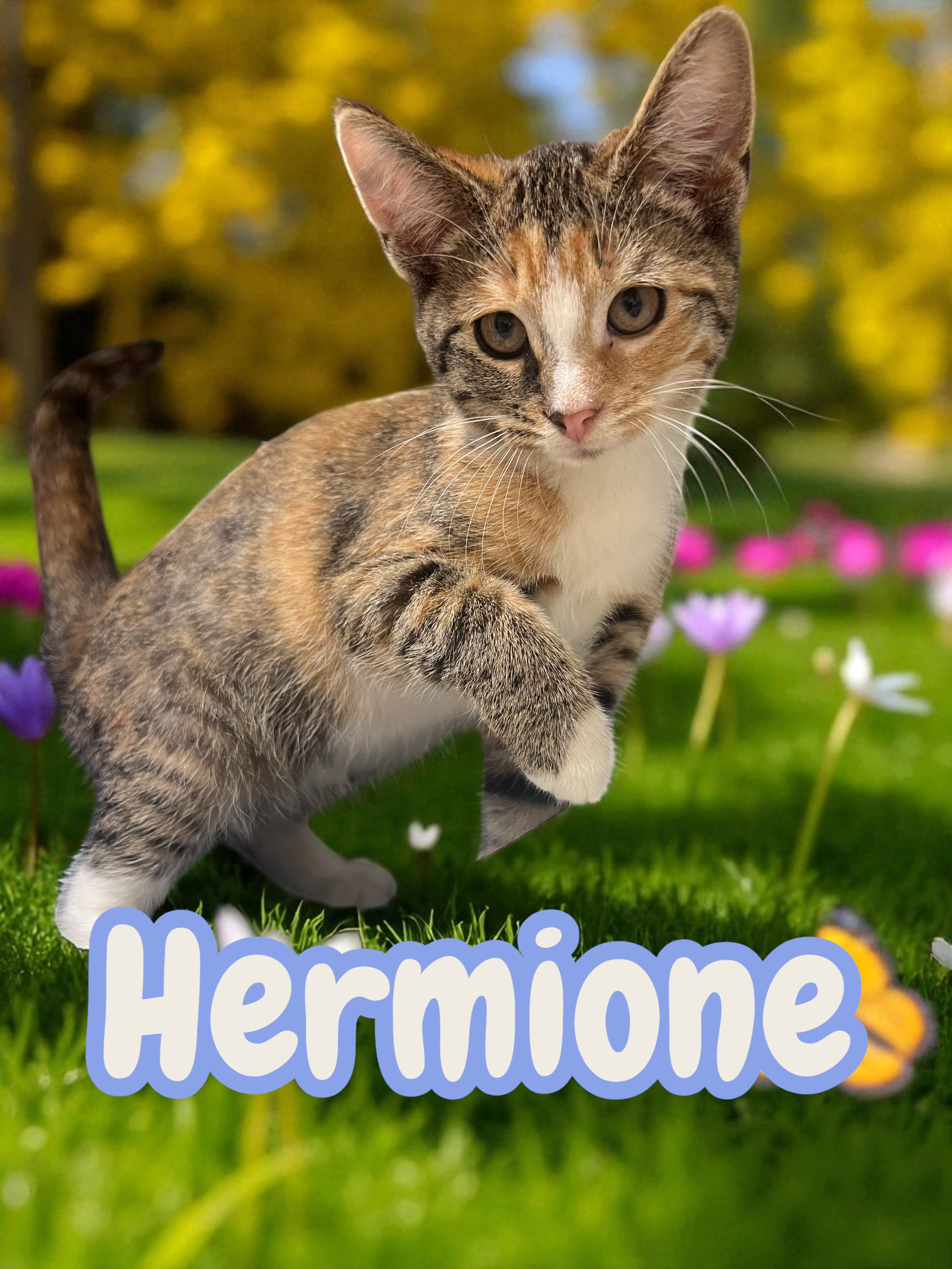 This is HERMIONE β¨ Hermione is a gorgeous tortoiseshell/white shorthair kitten. She is super playful and plays well with other cats. She is patiently waiting to be adopted at the Sumter SPCA!