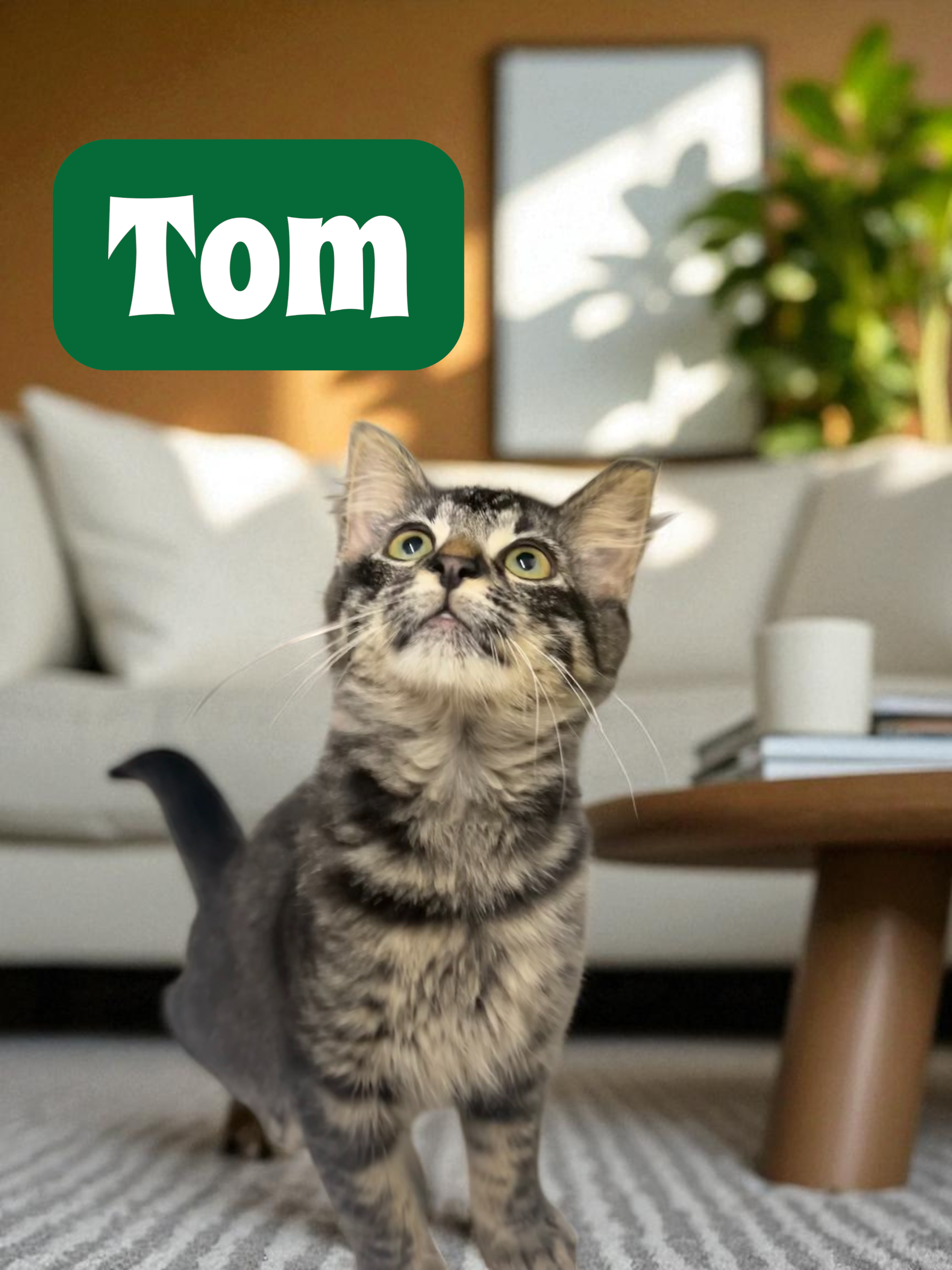 Meet TOM βοΈ Tom is an 11 week old American shorthair kitten in need of a new home! He is great with other cats and kids. Come check him out!