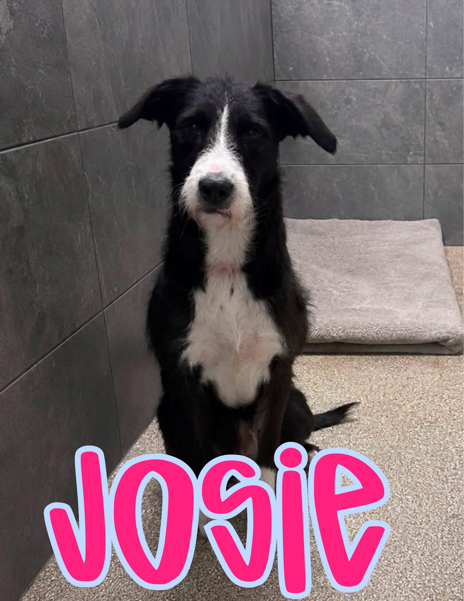 1 YEAR OLD; FIXED FEMALE; TERRIER MIX