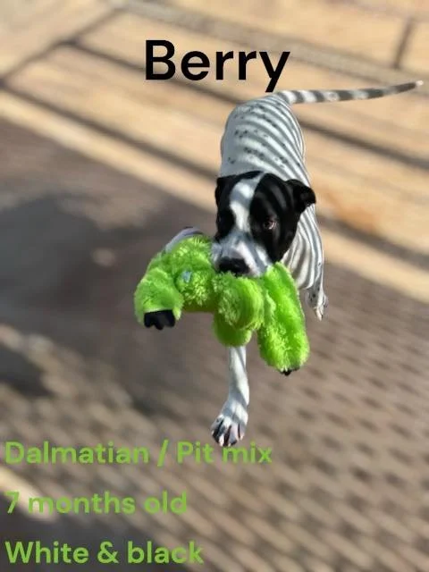 My name is Berry! Im a sweet girl. Around 7 months old & roughly 40 lbs for now. I have lots of love to give if you’d give me the chance. I’m mostly Dalmatian mixed with a little pitbull in me. Spayed and heart worm negative. I’m good with kids and d