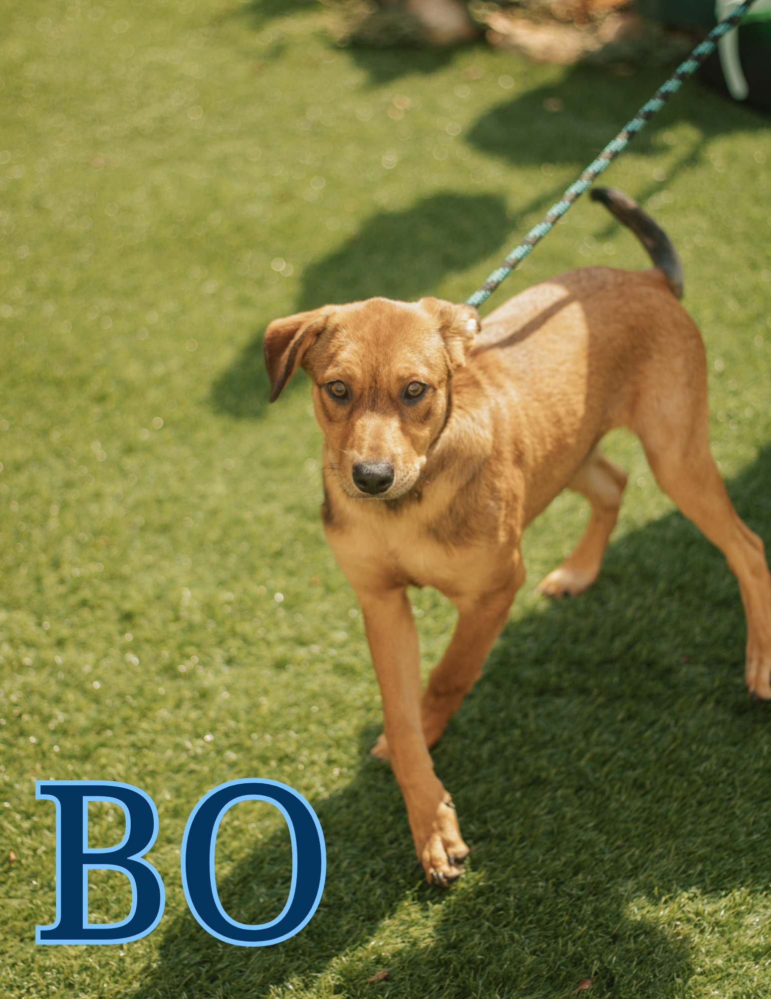5 Months Old, Male ; Mix Breed