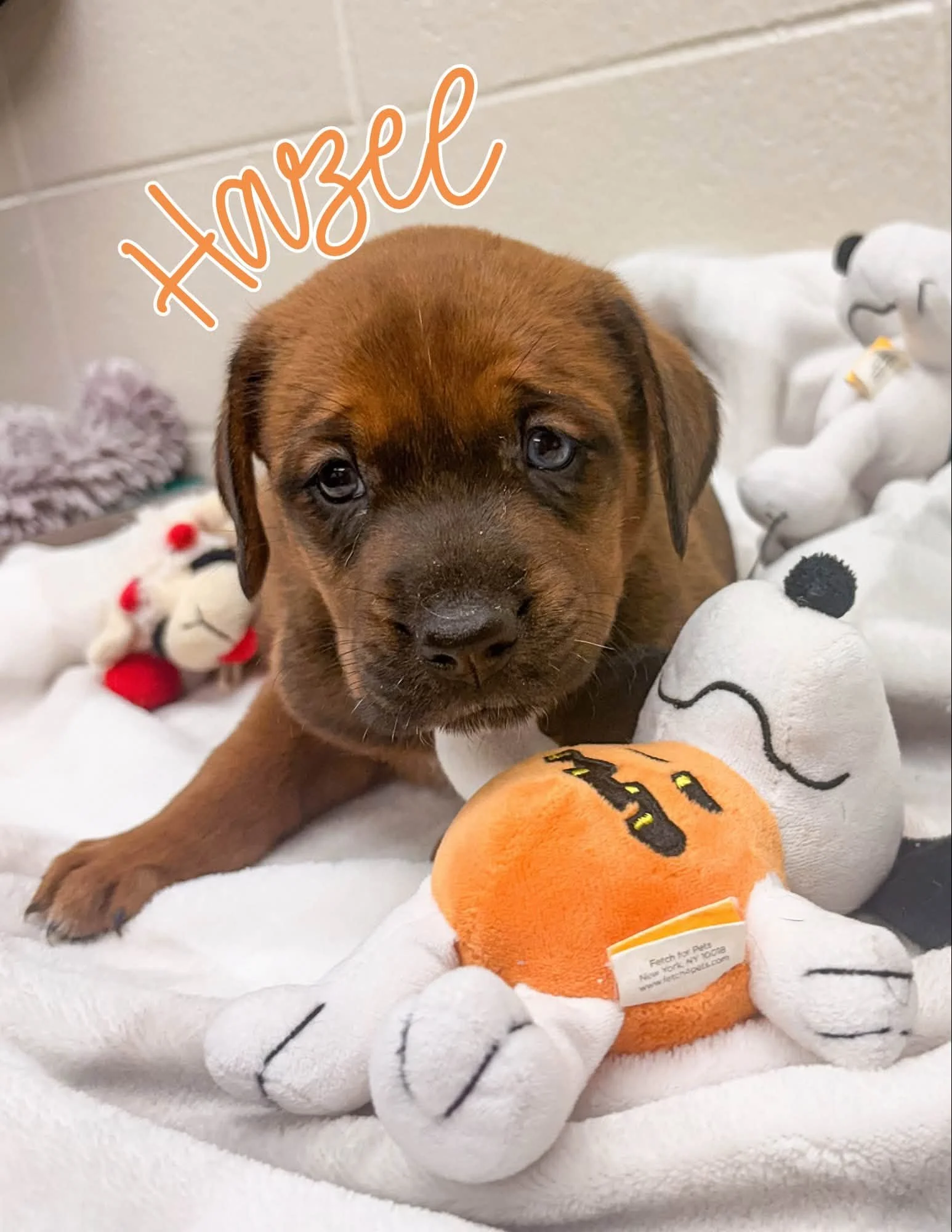 8 Weeks Old; German Shepherd x Lab;Female