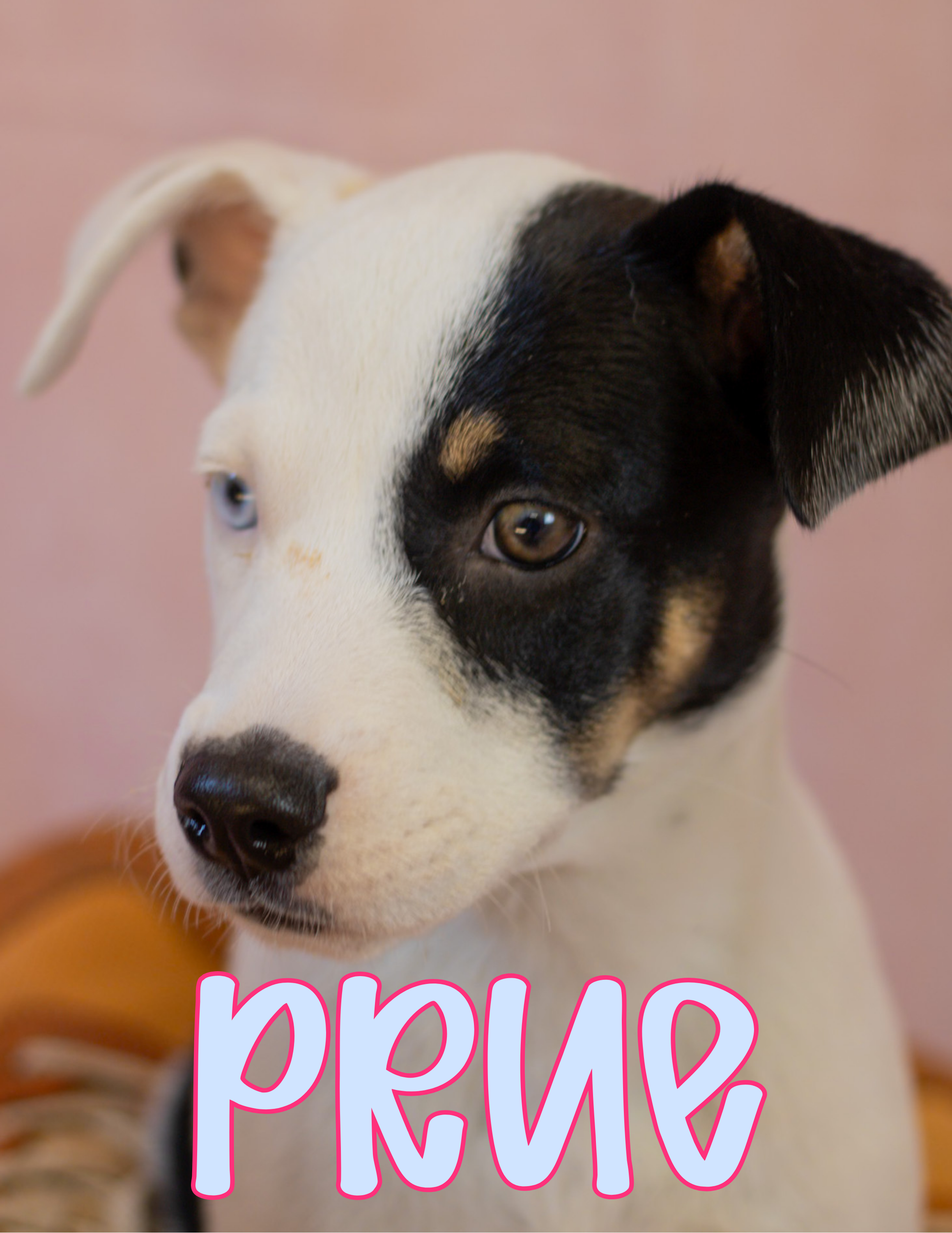 2 Months old; Female; Lab Mix