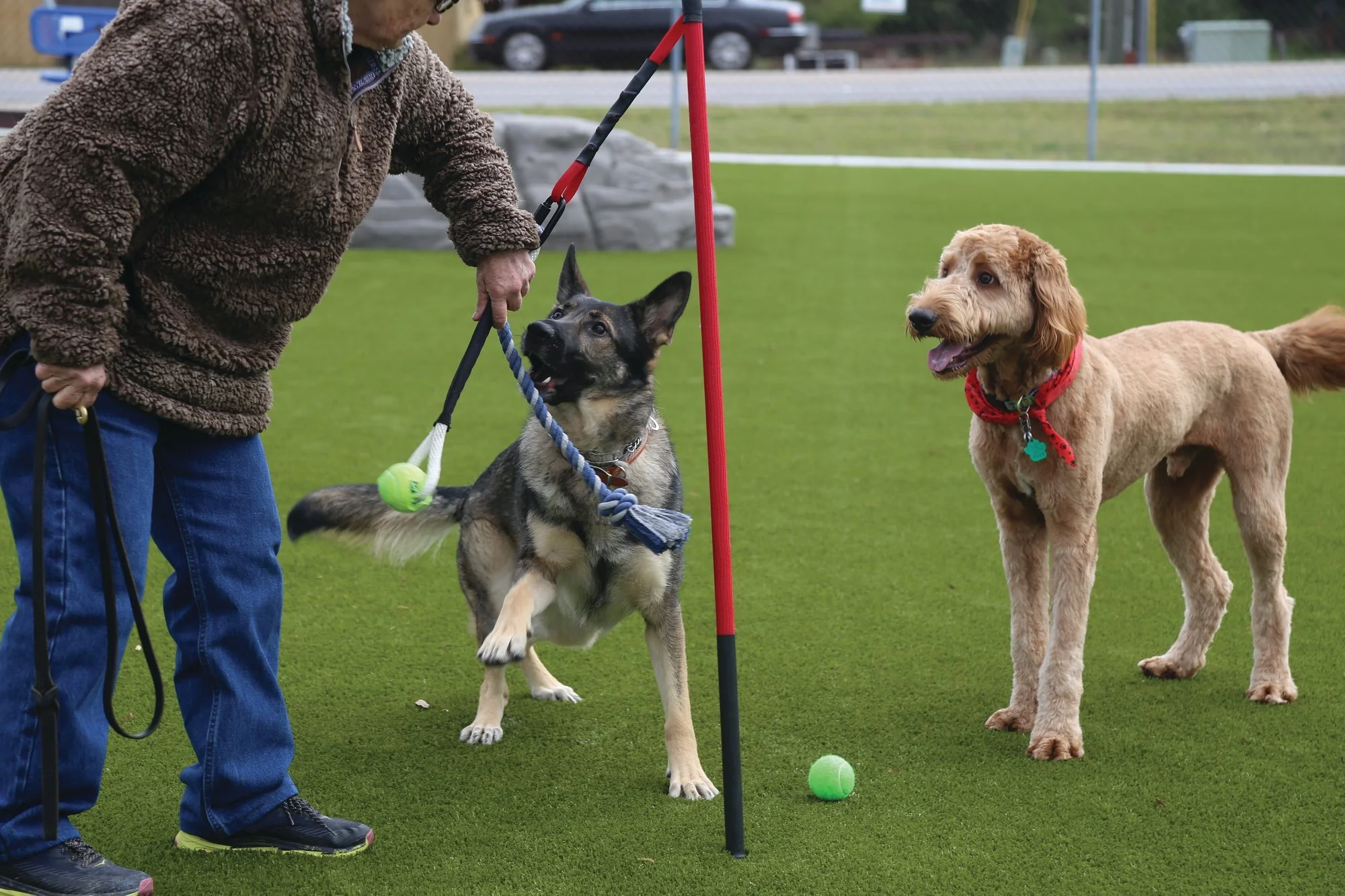 BARK PARK.jpeg
