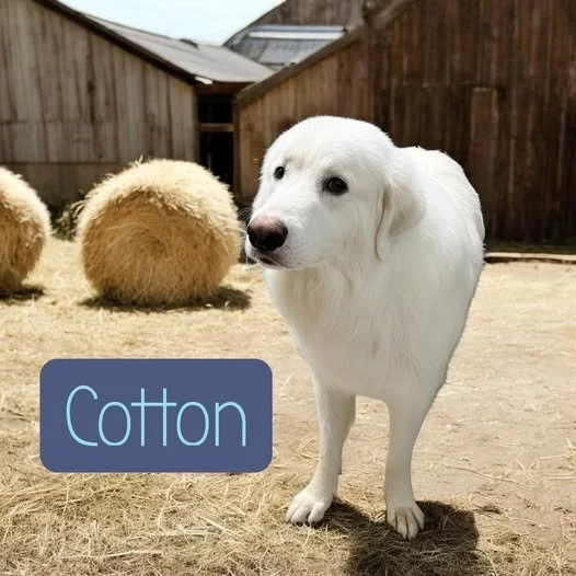 Meet COTTON
4 Years Old
Male
Great Pyrenees 
Adoption Available 
Apply online or in person!