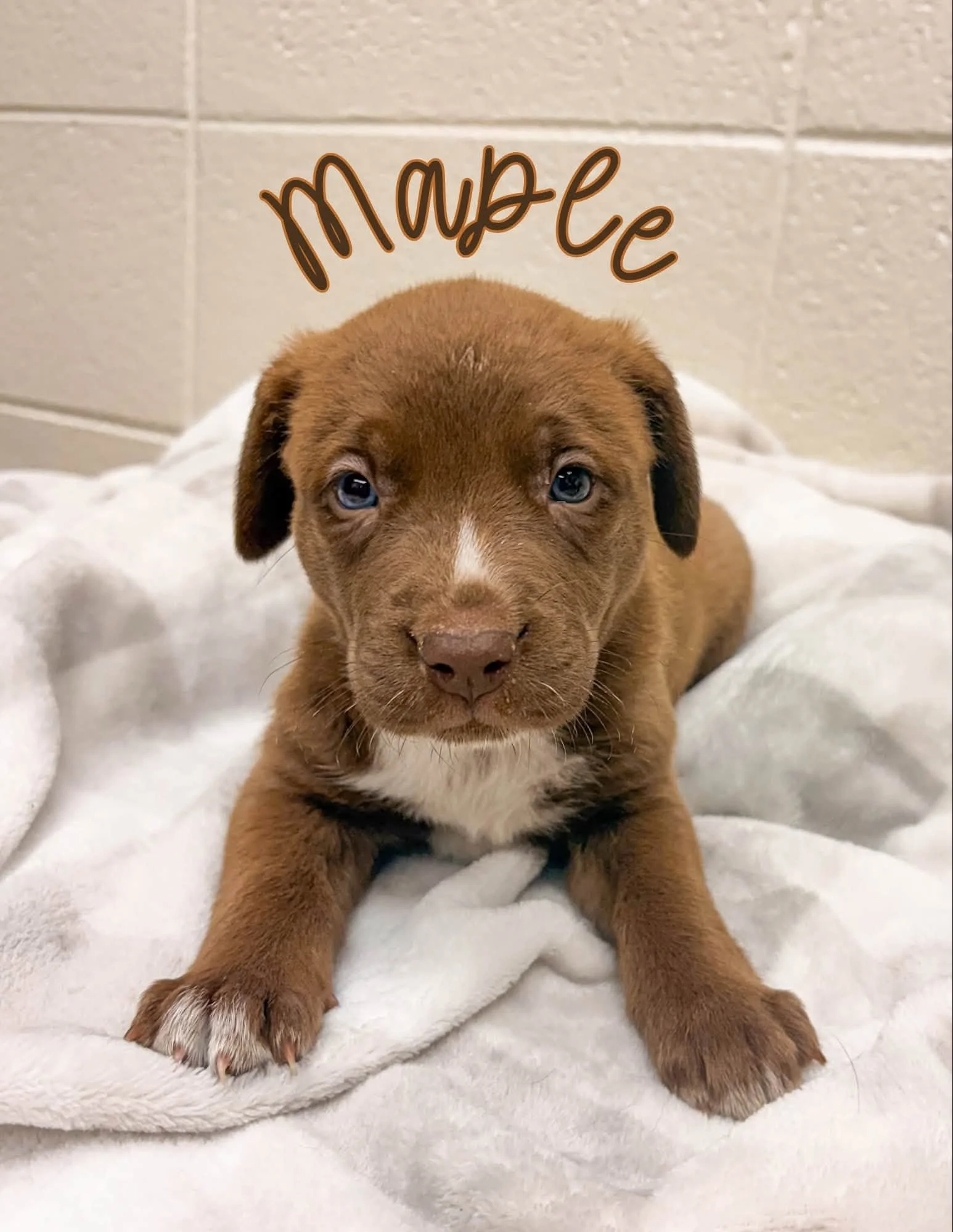 8 Weeks Old; German Shepherd x Lab;Female