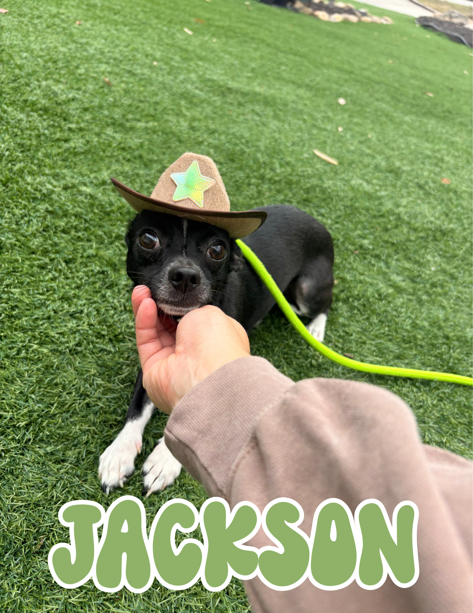 1 YEAR OLD; FIXED MALE; CHIHUAHUA