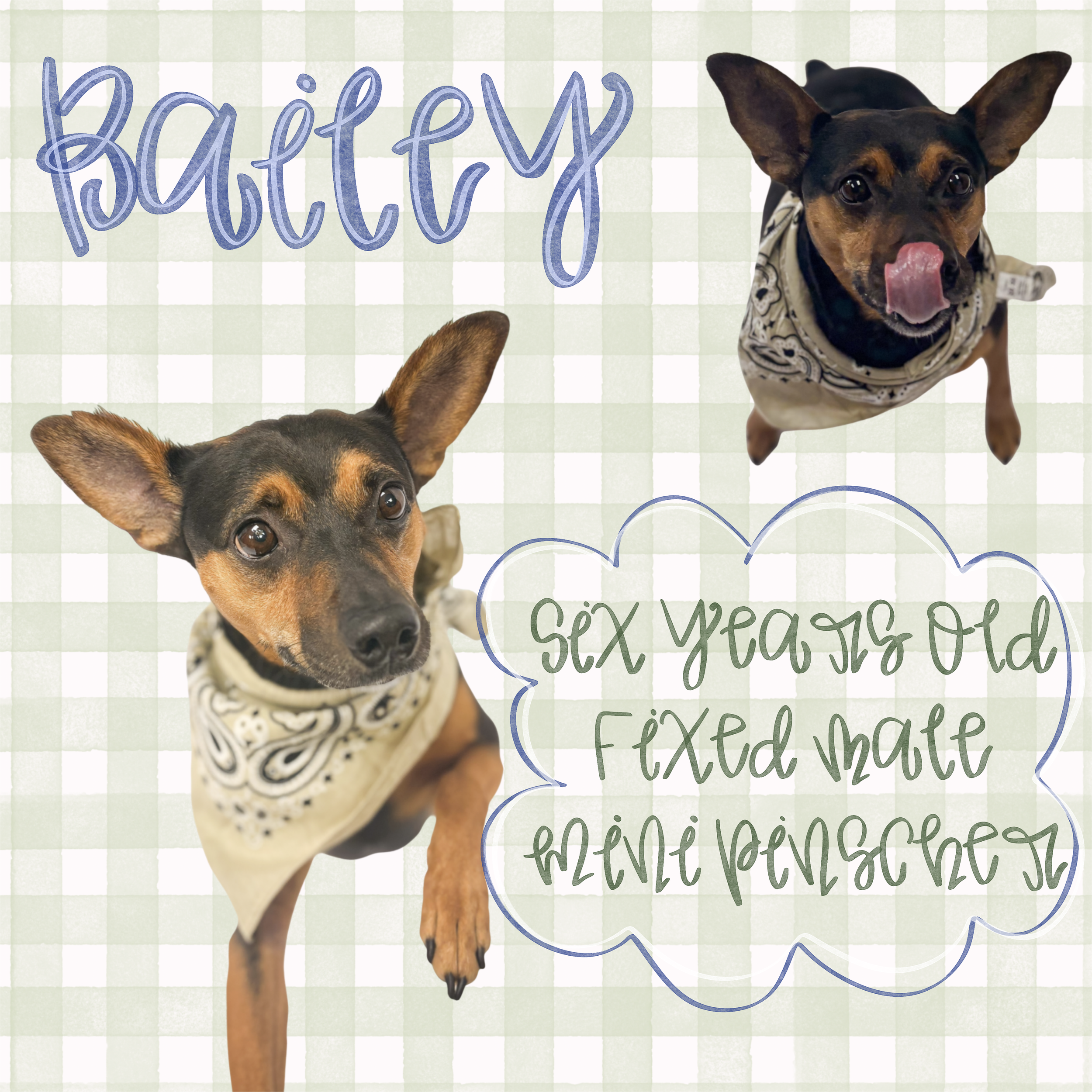 6 Years old, FIXED MALE, Miniature Pinscher