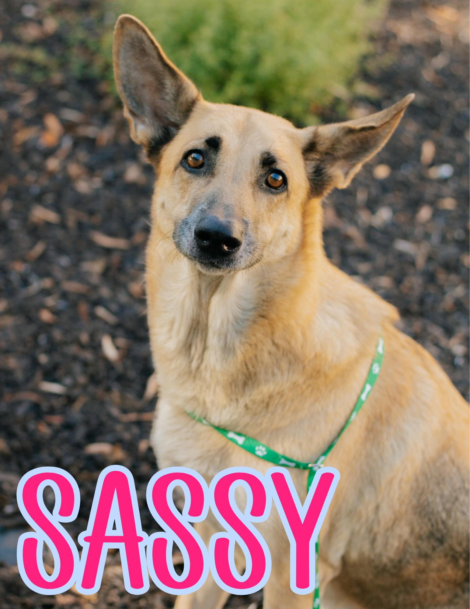 6 YEARS OLD; FEMALE; GERMAN SHEPHERD