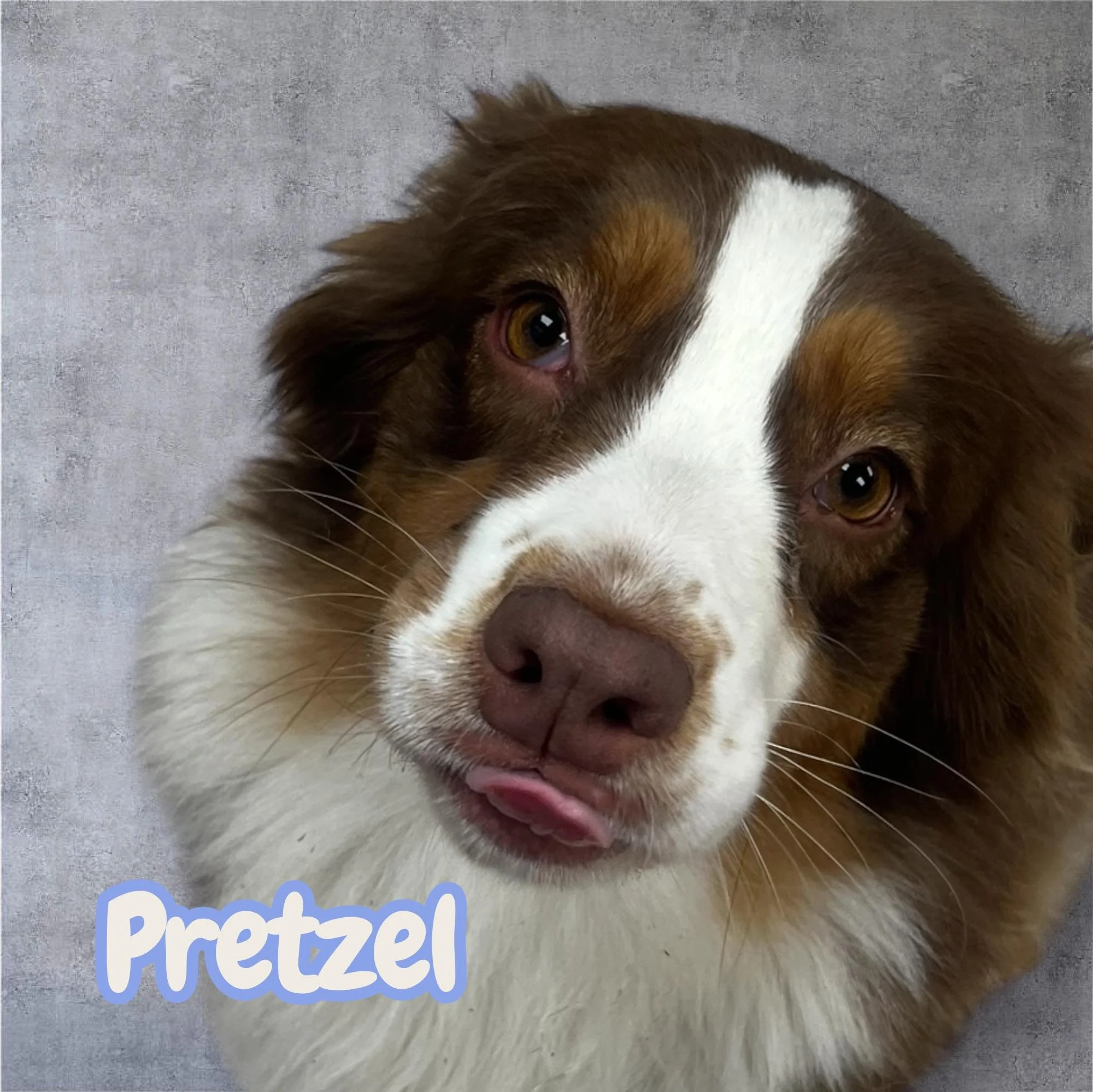 3YR Old; Female; Australian Shepherd Mix