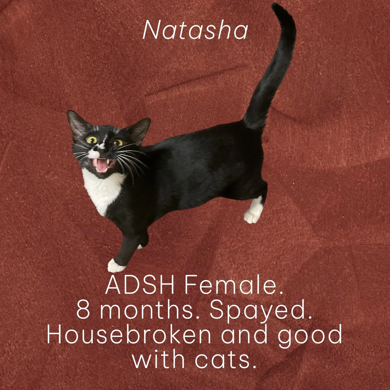 My name is Natasha. I am roughly 8 months old. I'm spayed and good with other kitties& even dogs. I'm also housebroken. I love to "talk" as you can see. I'm a very happy girl. Come meet me and maybe we can bond and share a home :)