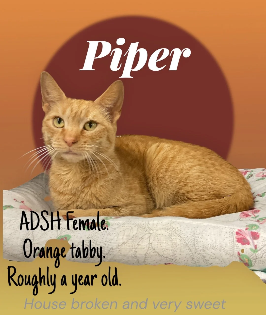 My name is Piper. I am roughly a year old. Orange tabby American domestic shorthair. Im a very sweet girl and I would love a big comfy bed or couch to lounge on with my very own human to cuddle up to. 