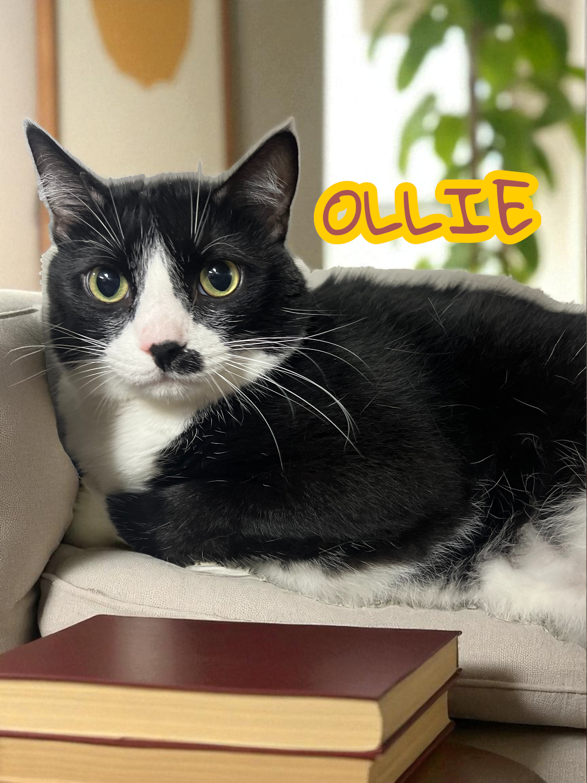 Meet OLLIE π Ollie is a 5 year old male American shorthair cat looking for a new home. He was turned in because his previous owner was allergic. He's super sweet & great with other cats! He is available for adoption at the Sumter S.P.C.A. πΎ