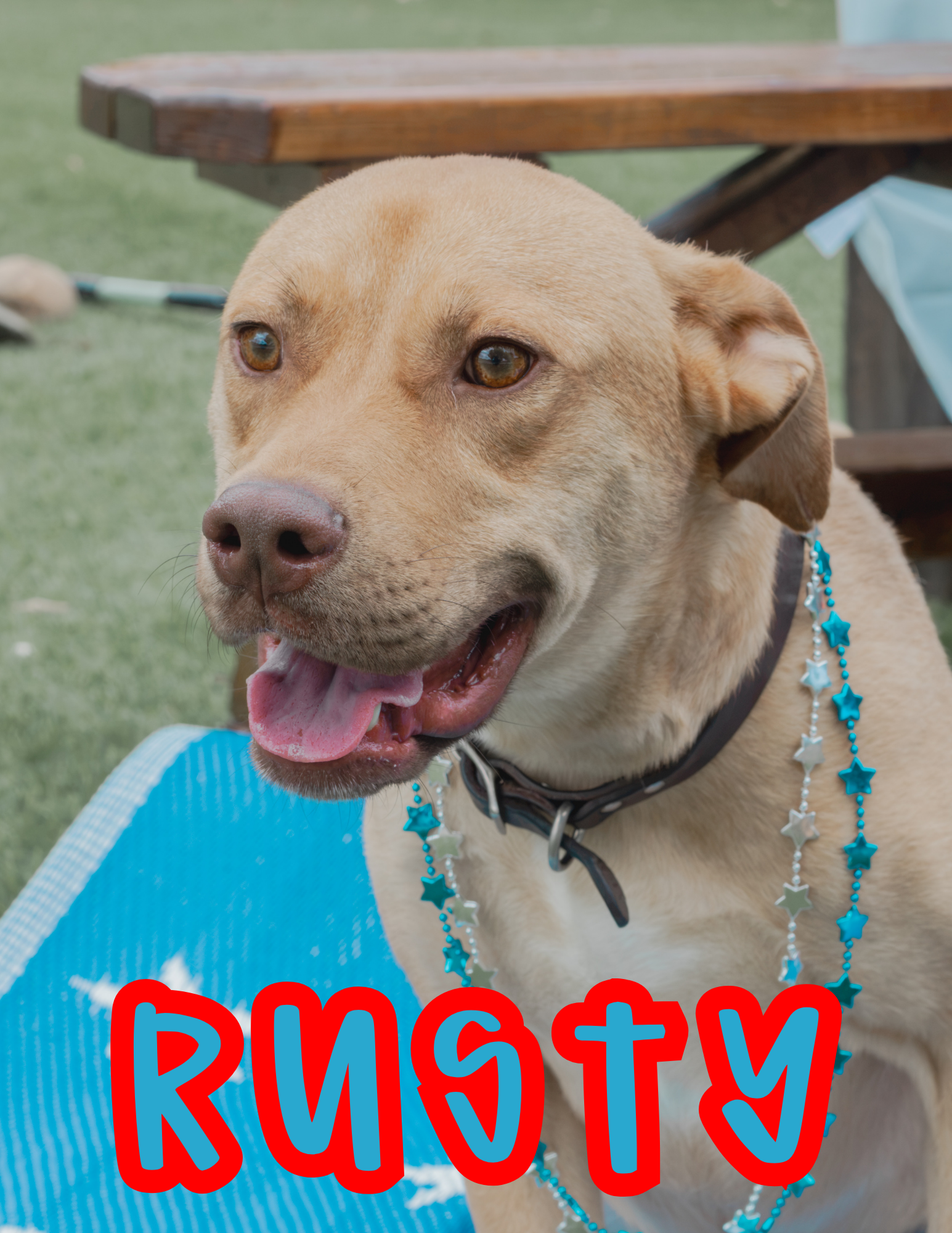 2 Years Old; Fixed Male, Lab Mix