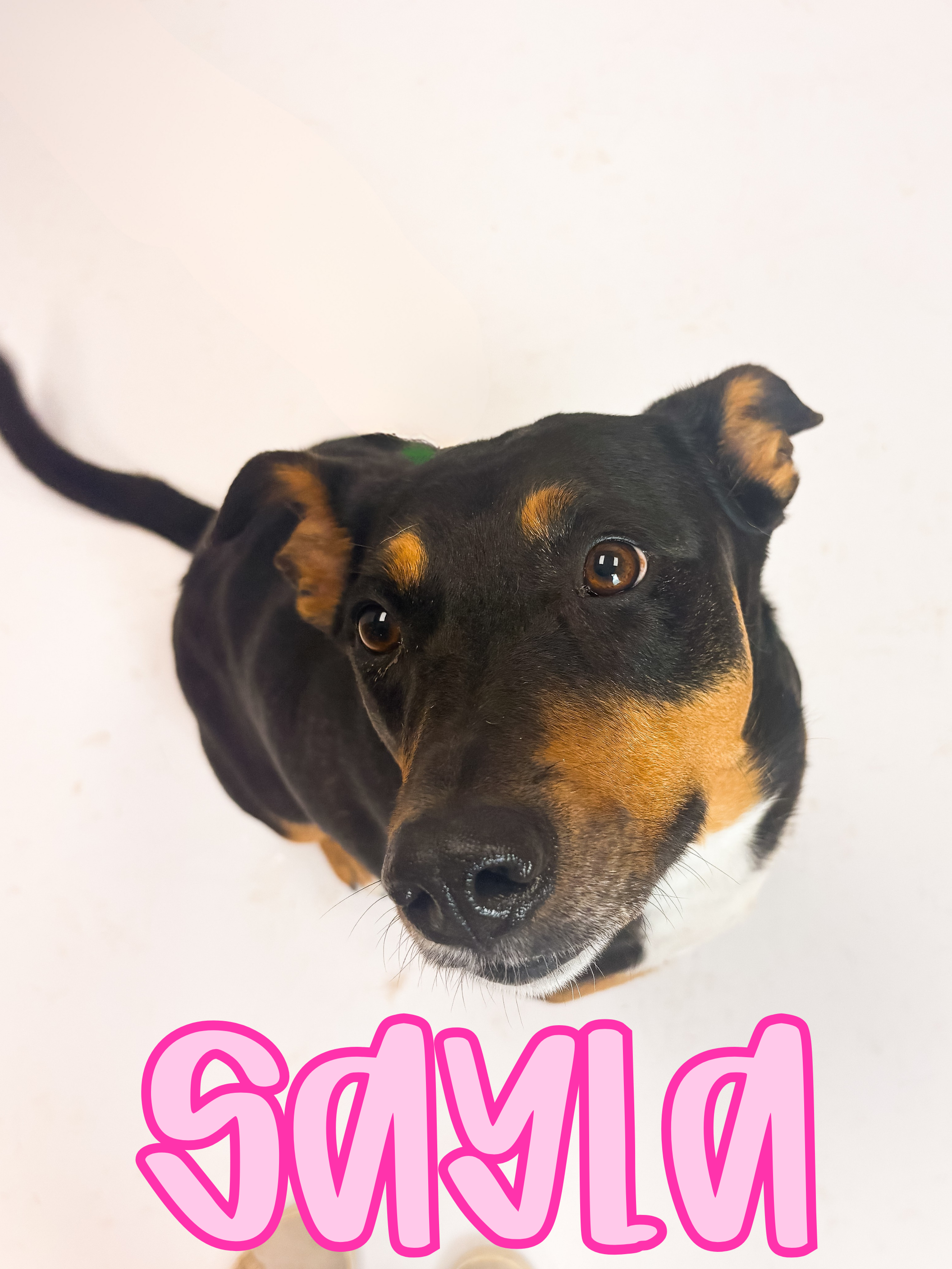 4 Years Old, Mixed Breed Doberman Pinscher, FIXED FEMALE, Medium Sized.
Good with kids, Housebroken.