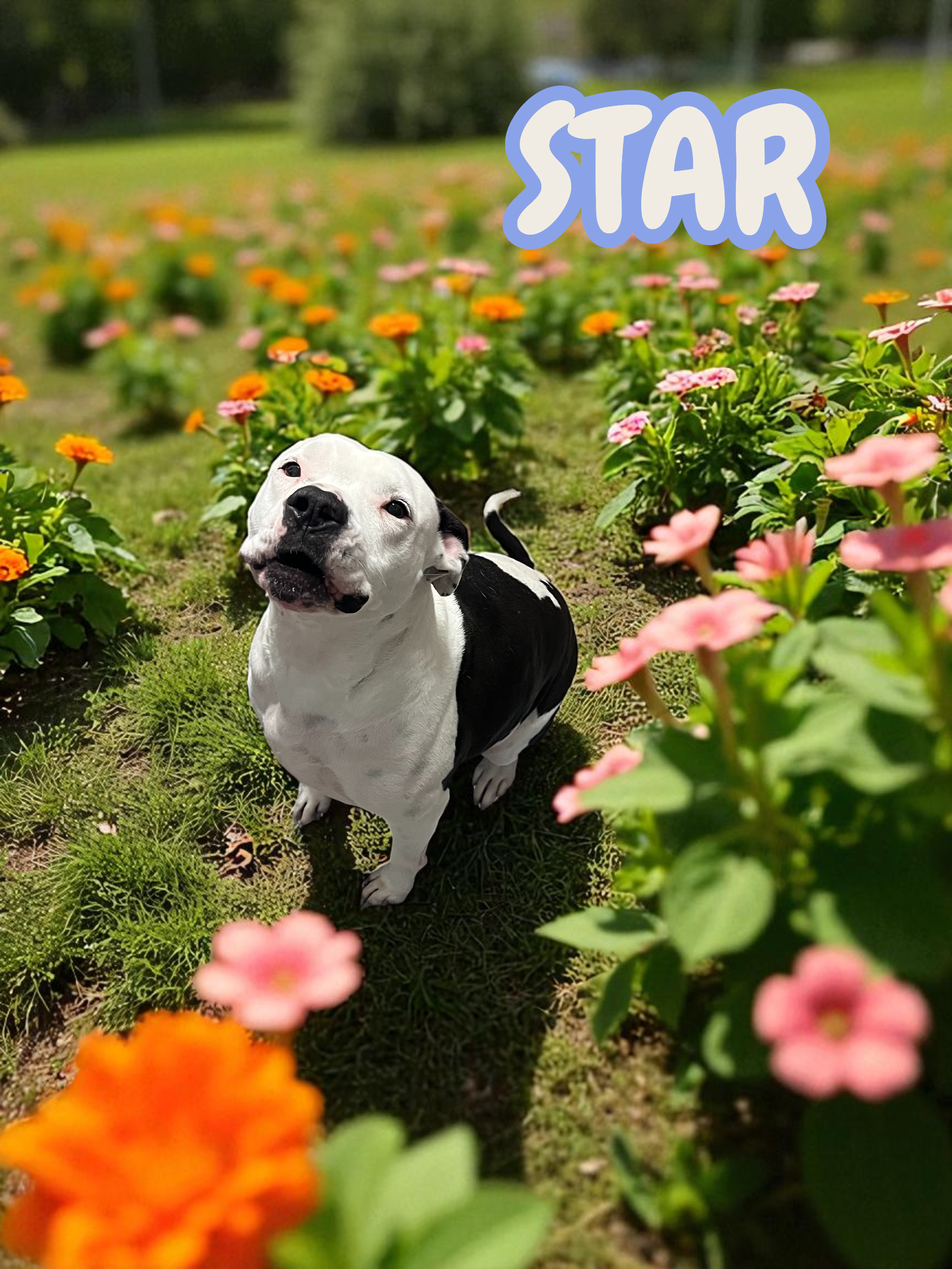 Meet STAR π€© She is a 5 year old, pittie mix. She is housebroken, good with kids and other dogs too. She's spayed and ready to find a new home. Come check her out at the Sumter S.P.C.A. πΎ