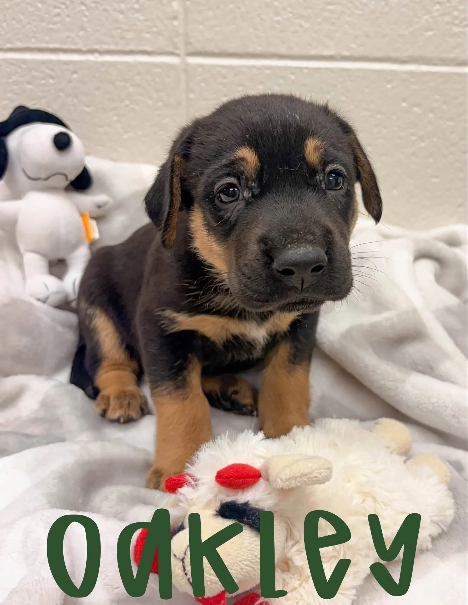 8 Weeks Old; German Shepherd x Lab; Male