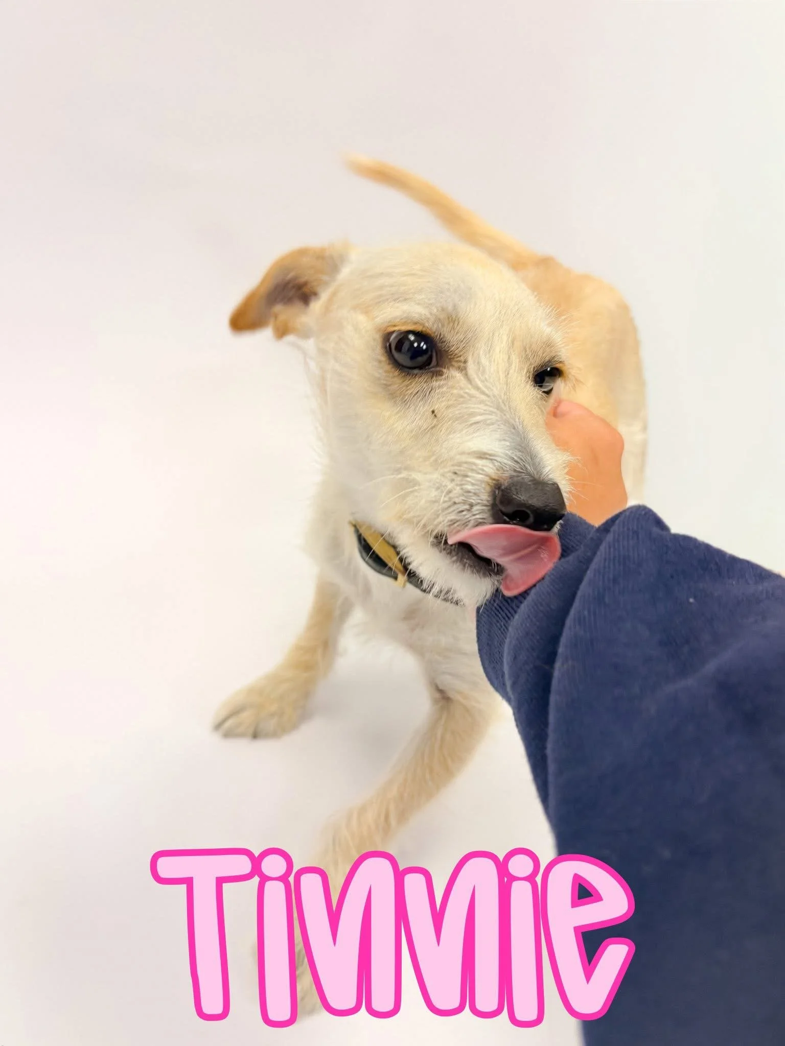 7 Months, FEMALE, Jack Russel Terrier, Small Build