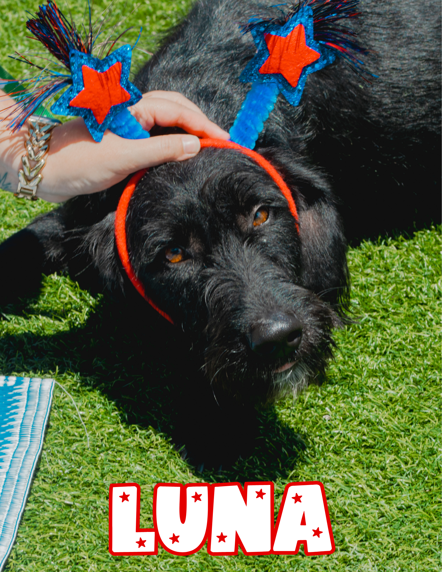 2 years old; fixed female, terrier lab mix