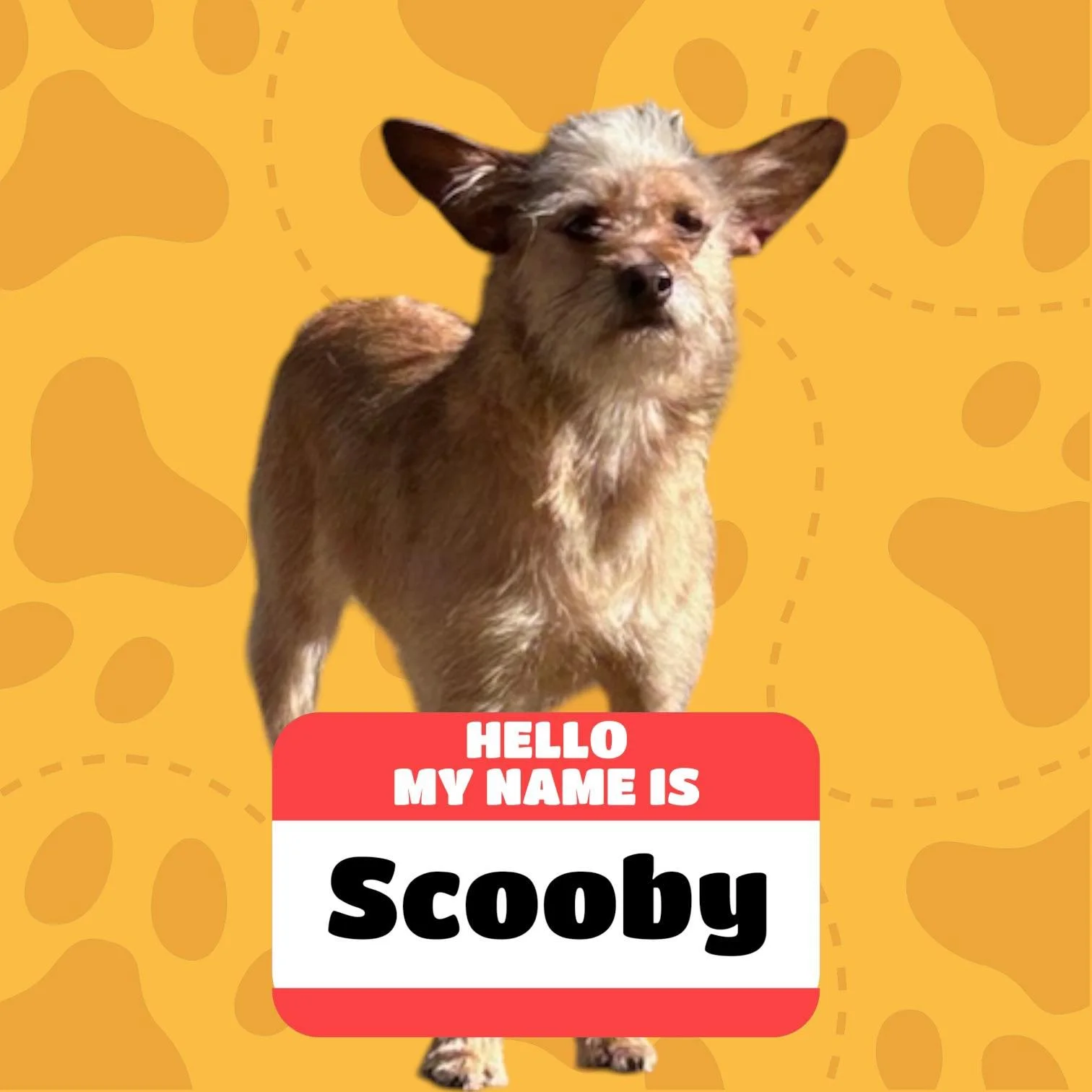 My name is Scooby! I’m a young scruffy terrier mixed fella with dirty blonde hair and brown eyes. (1 years old) I’m looking for the right home without cats. Pretty chill with dogs. Seeing as how Im already neutered and won’t be having any 4 legged ru